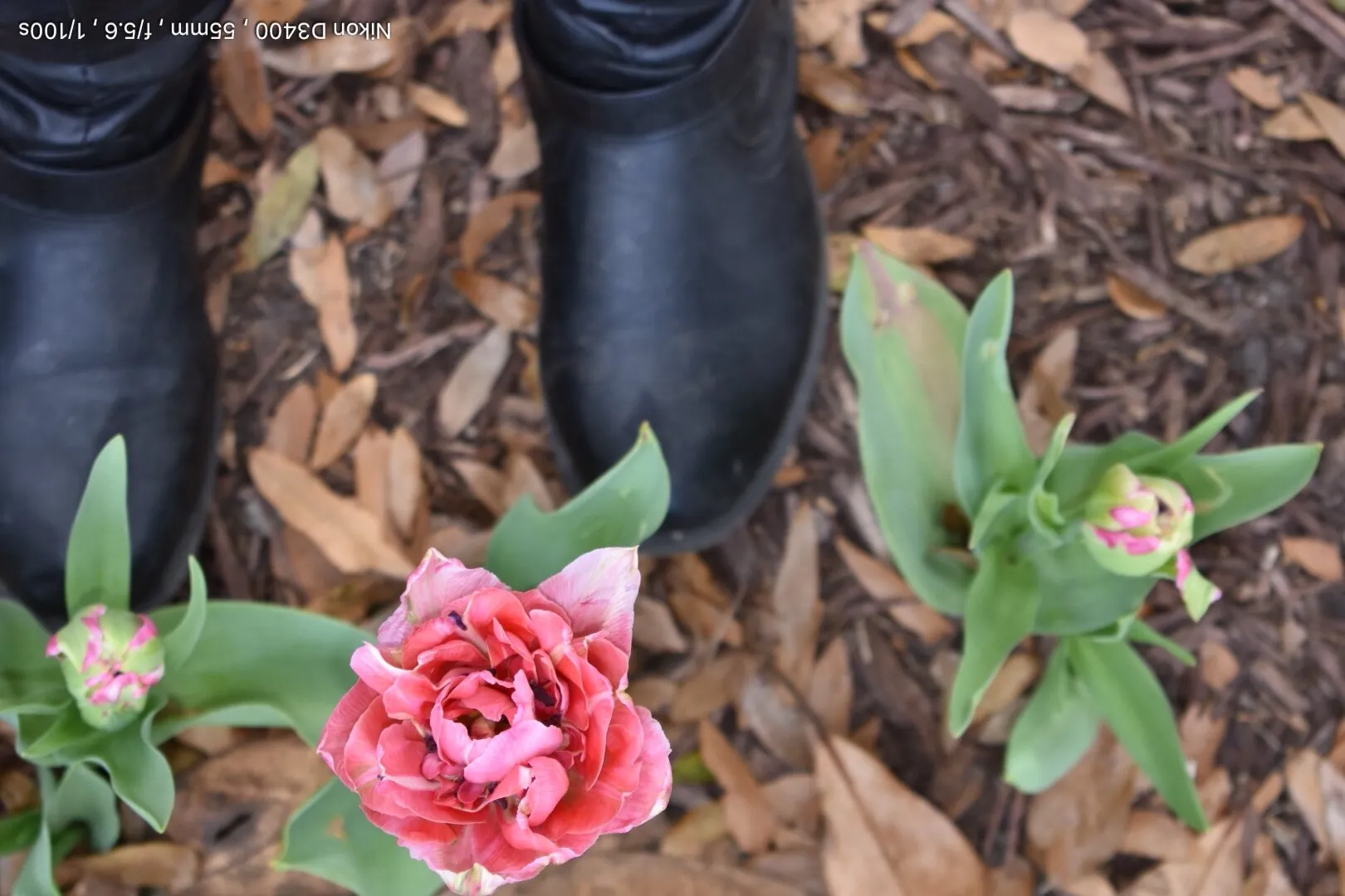 The sprout of spring