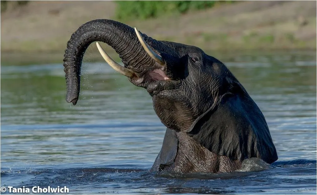 Playing Elephant