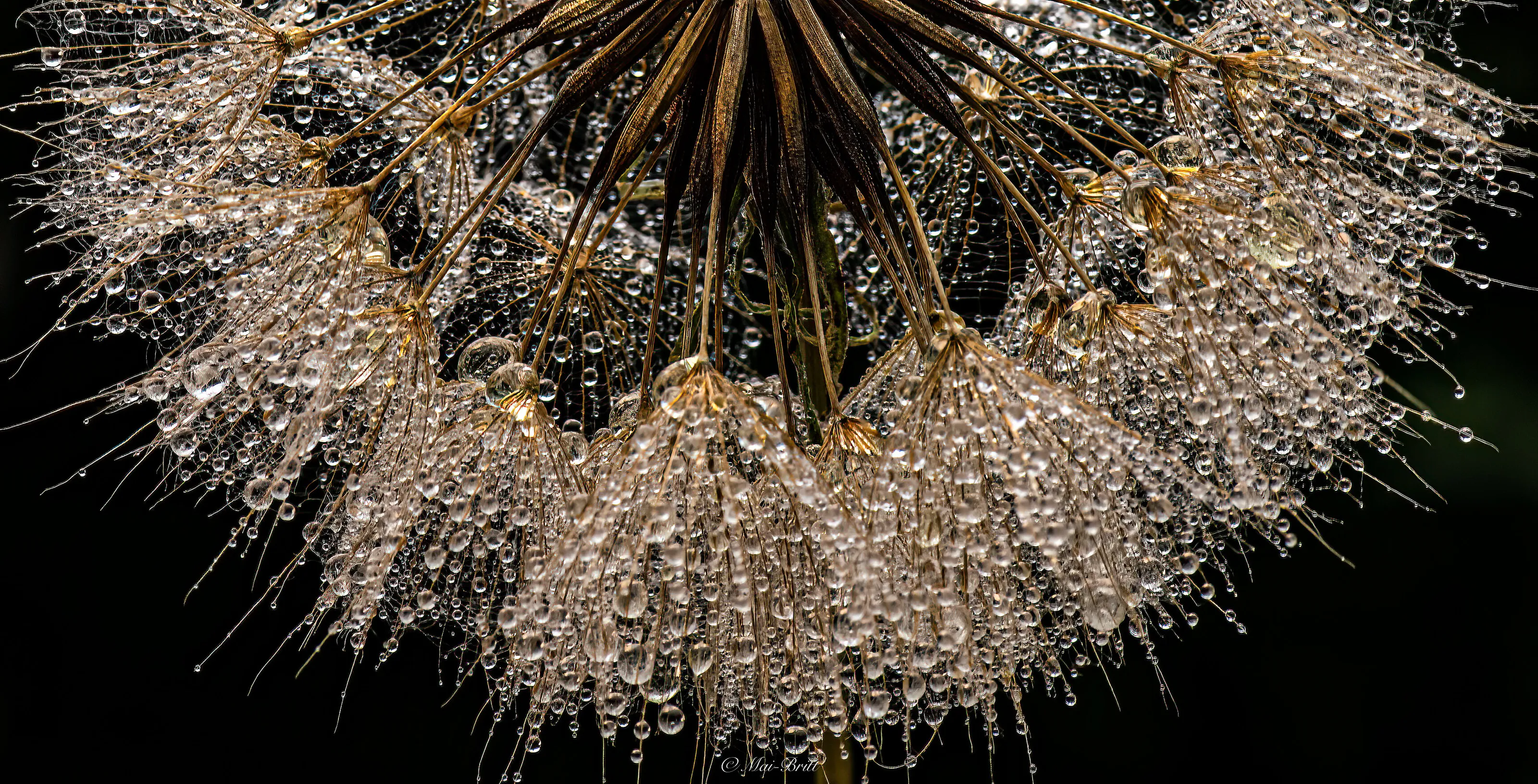 Dandelion  after the rain