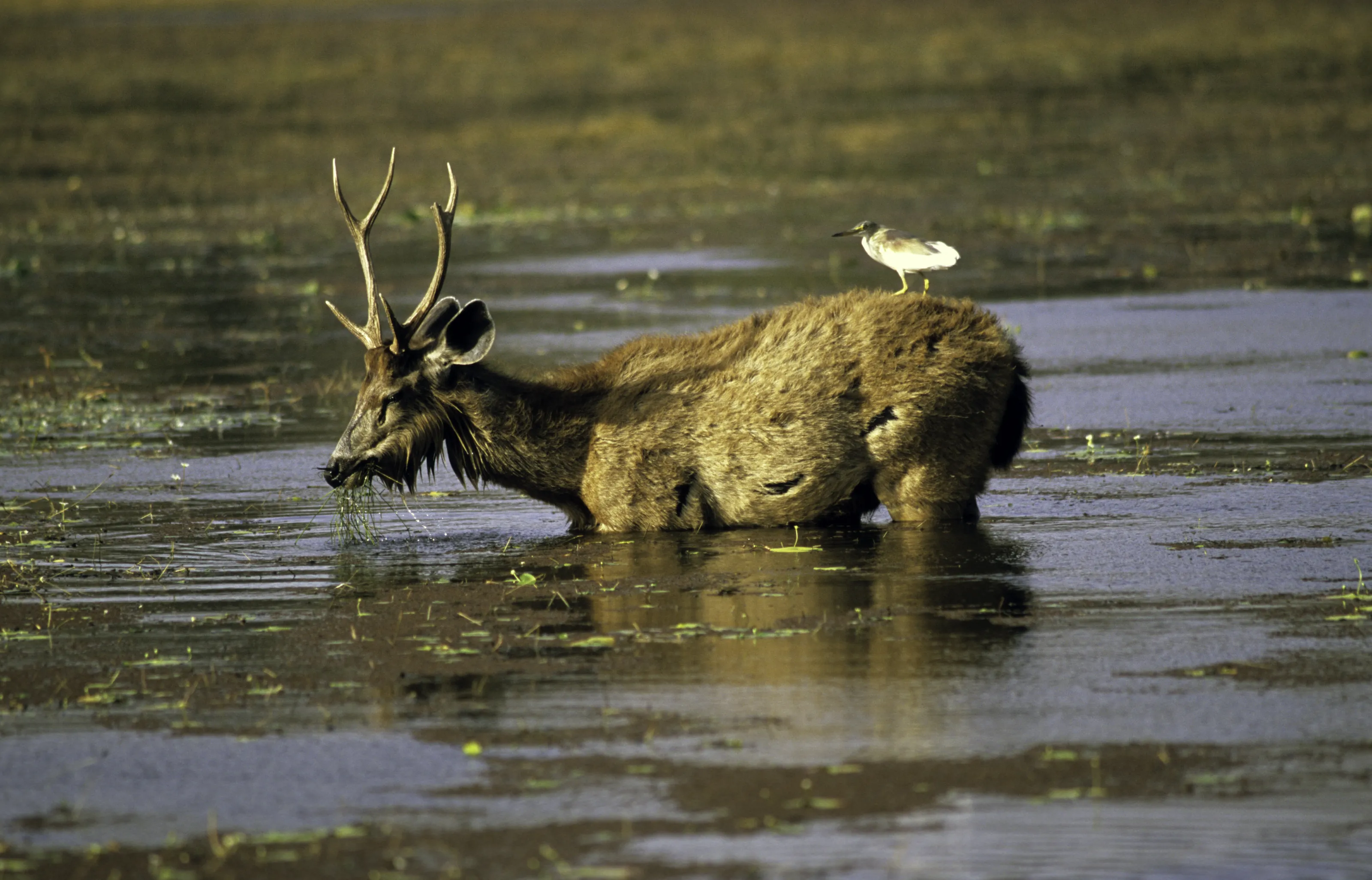 Sambar and Indian Pond Heron