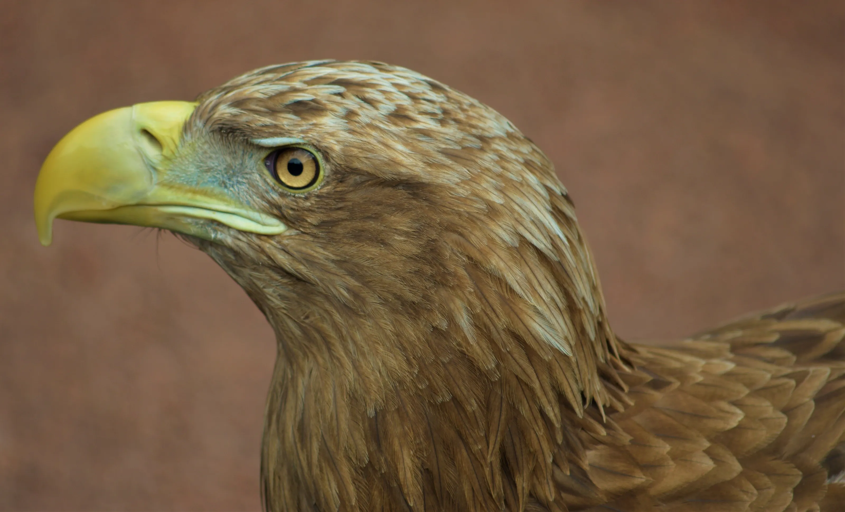 Bird of Prey