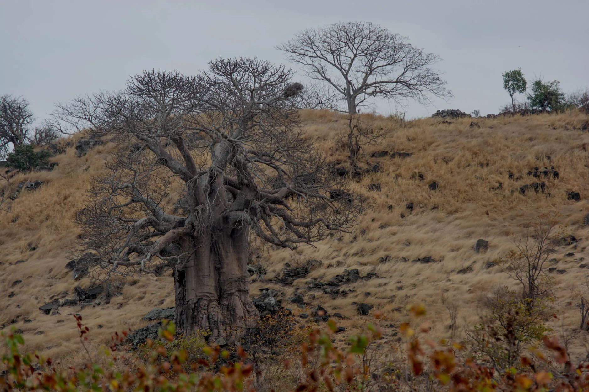 Kruger National Park - Baobabs Tree