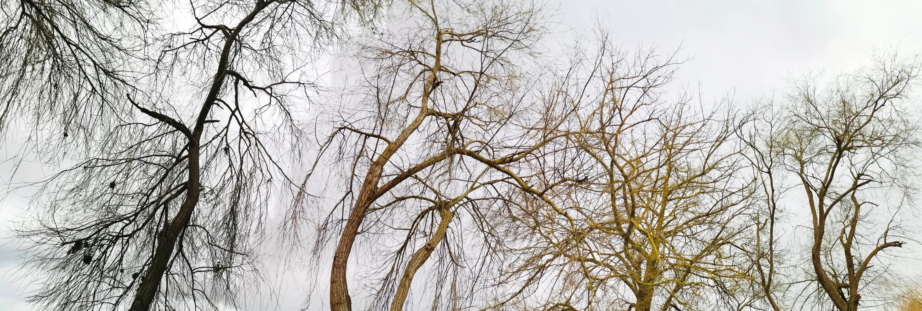 Winter trees