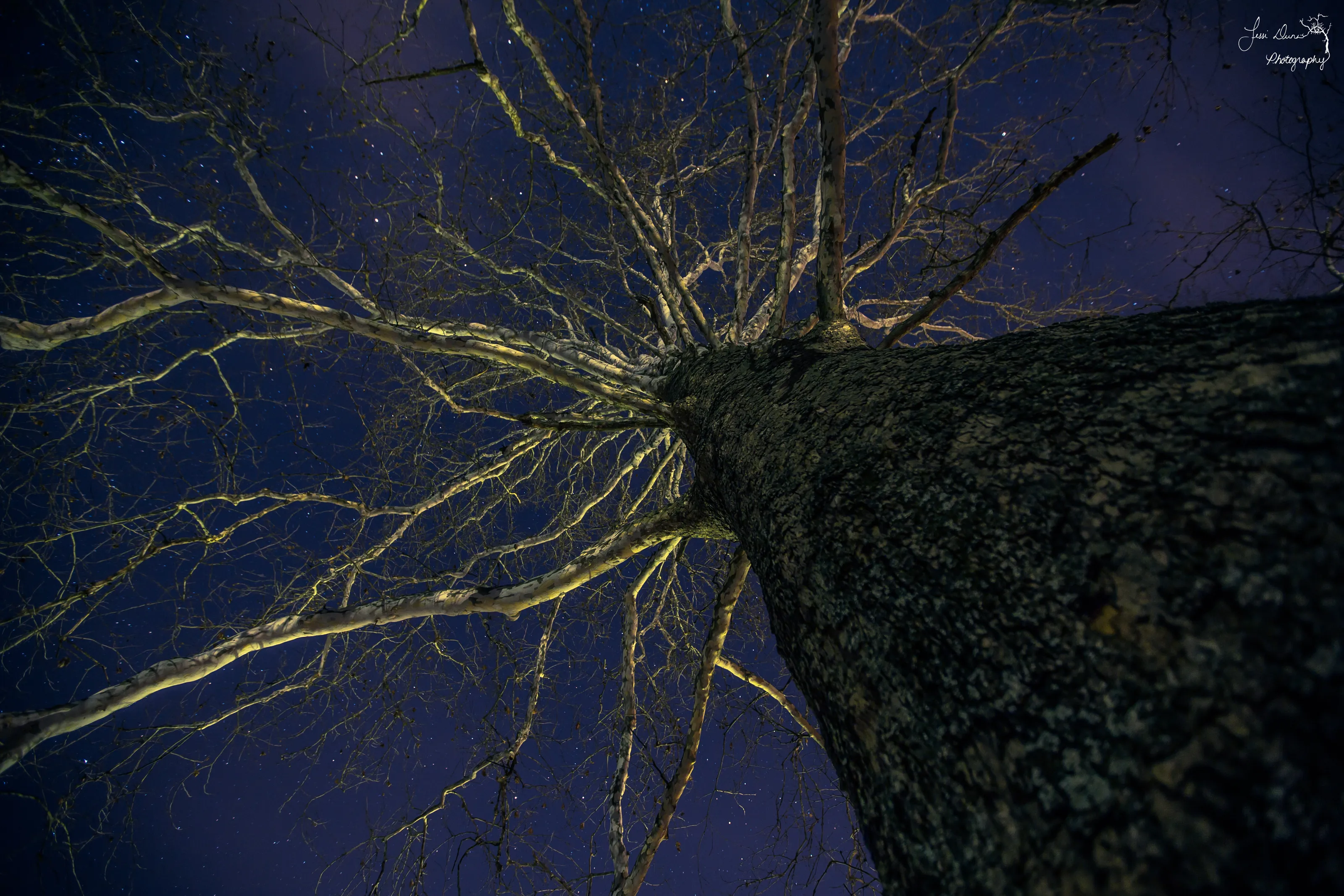 Sycamore at Night