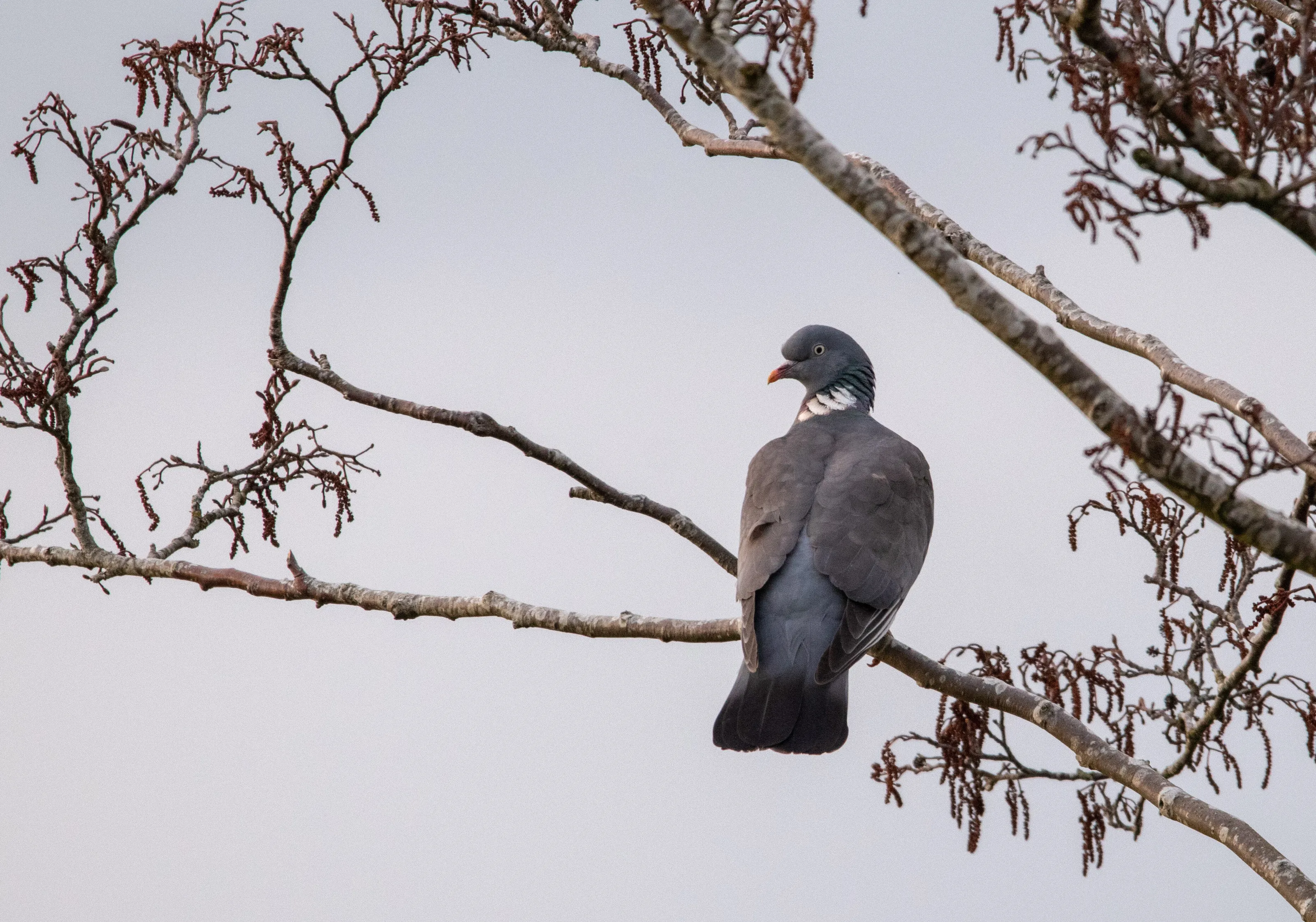 Wood Pigeon