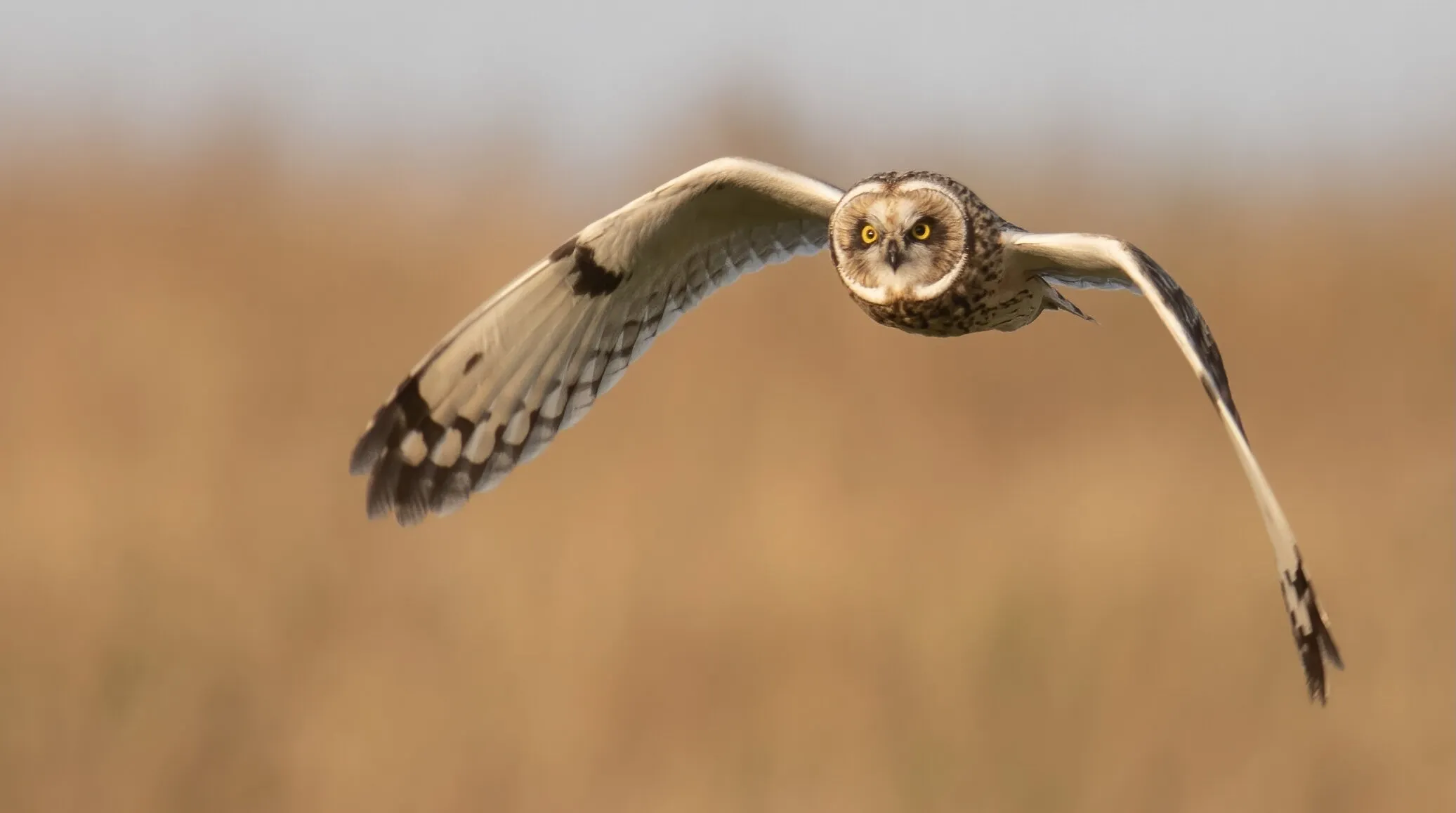 Owl focus