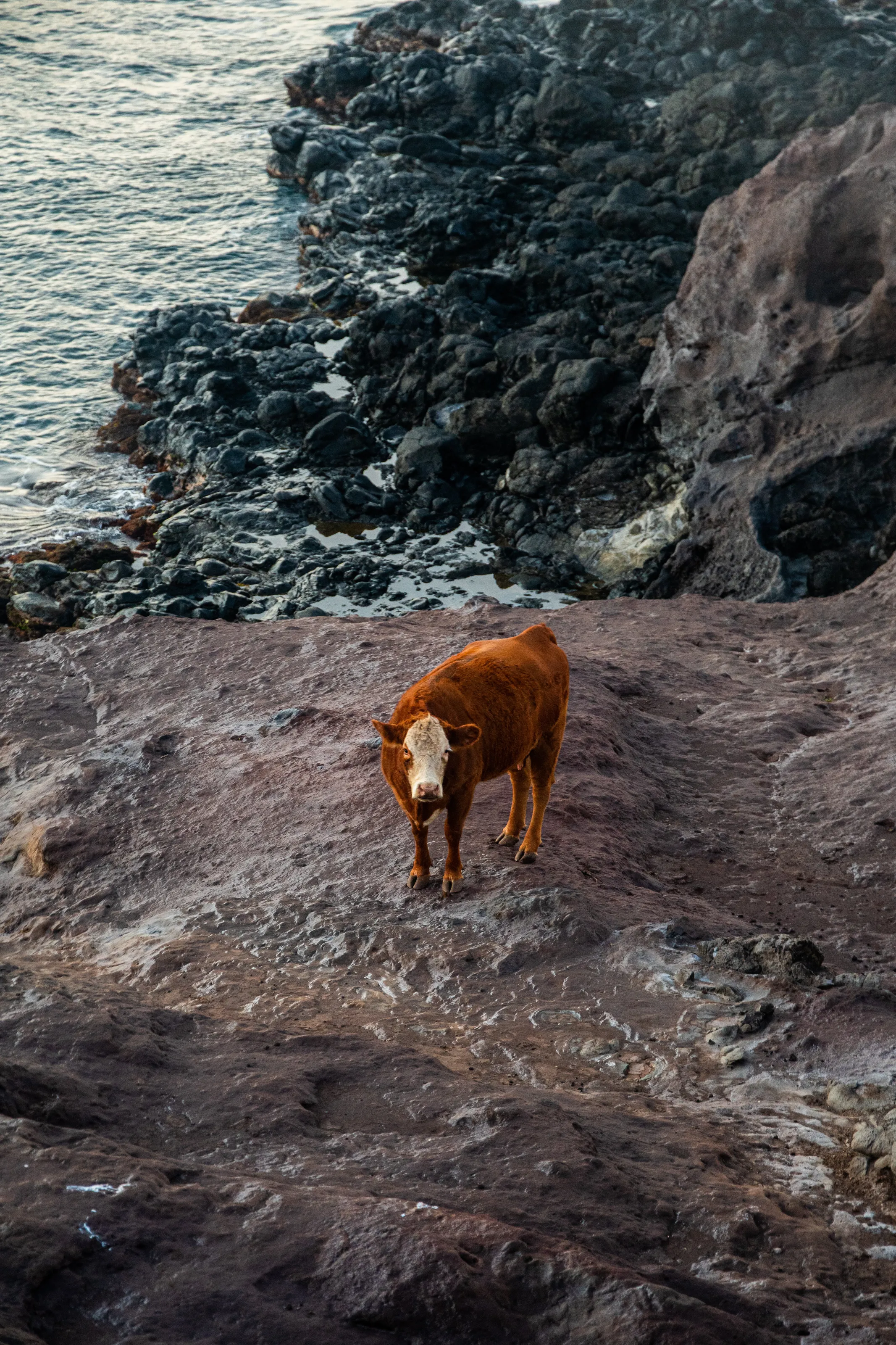 Volcanic cattle