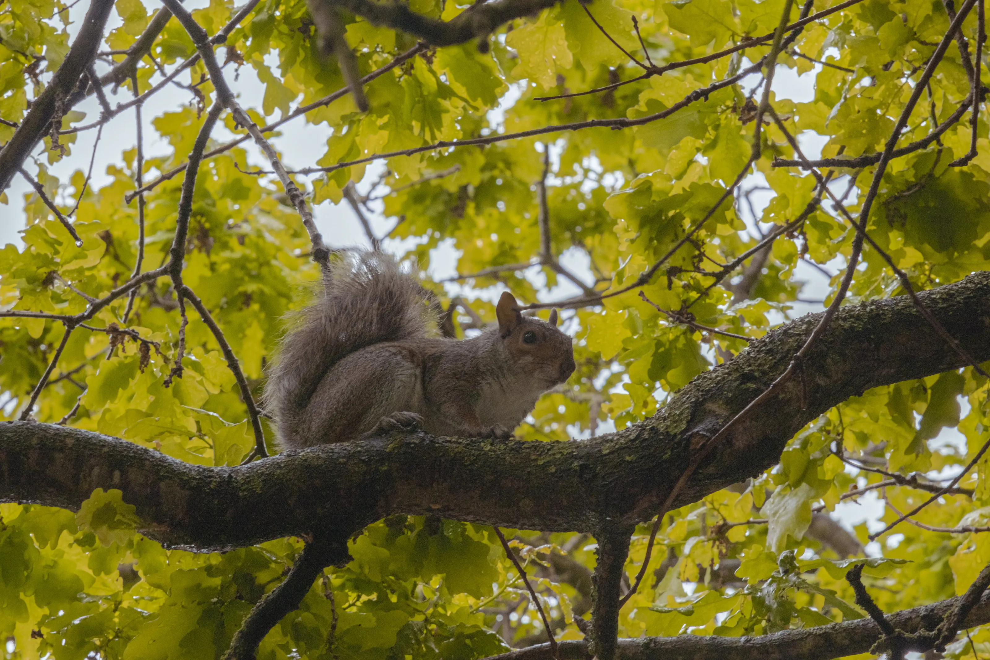 Sitting on a Branch