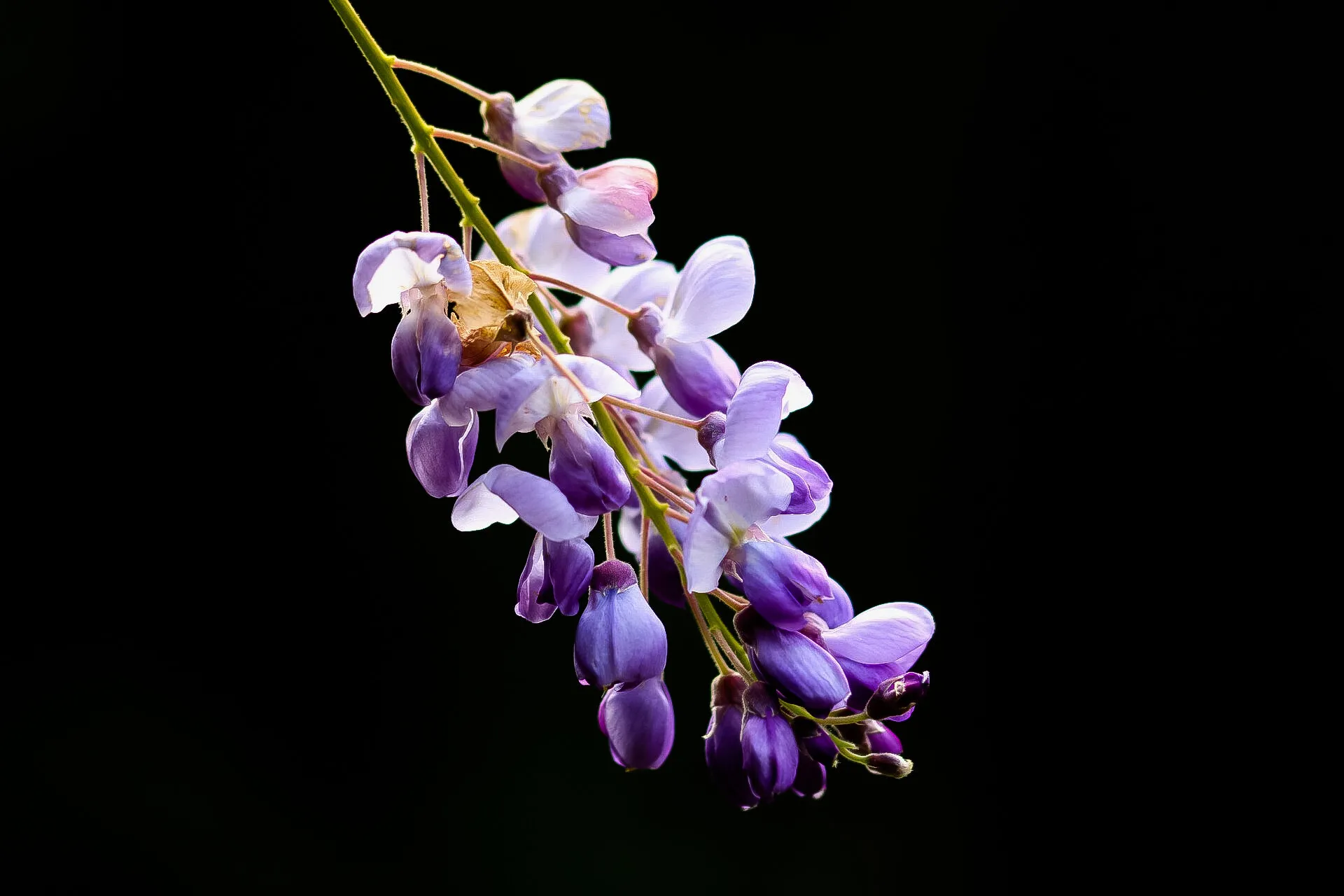 Glowing Wisteria in the Dark
