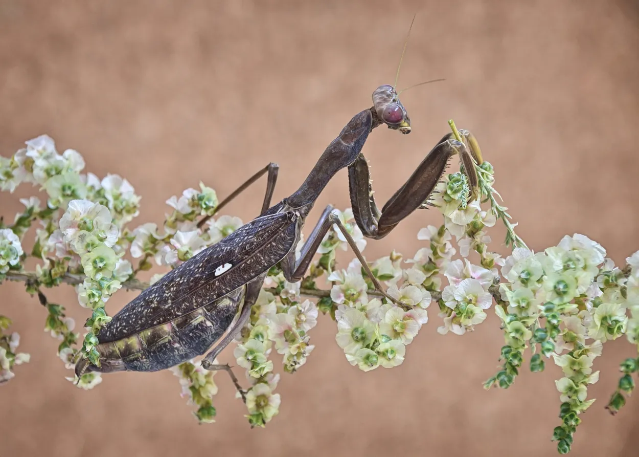 Entry 25994876