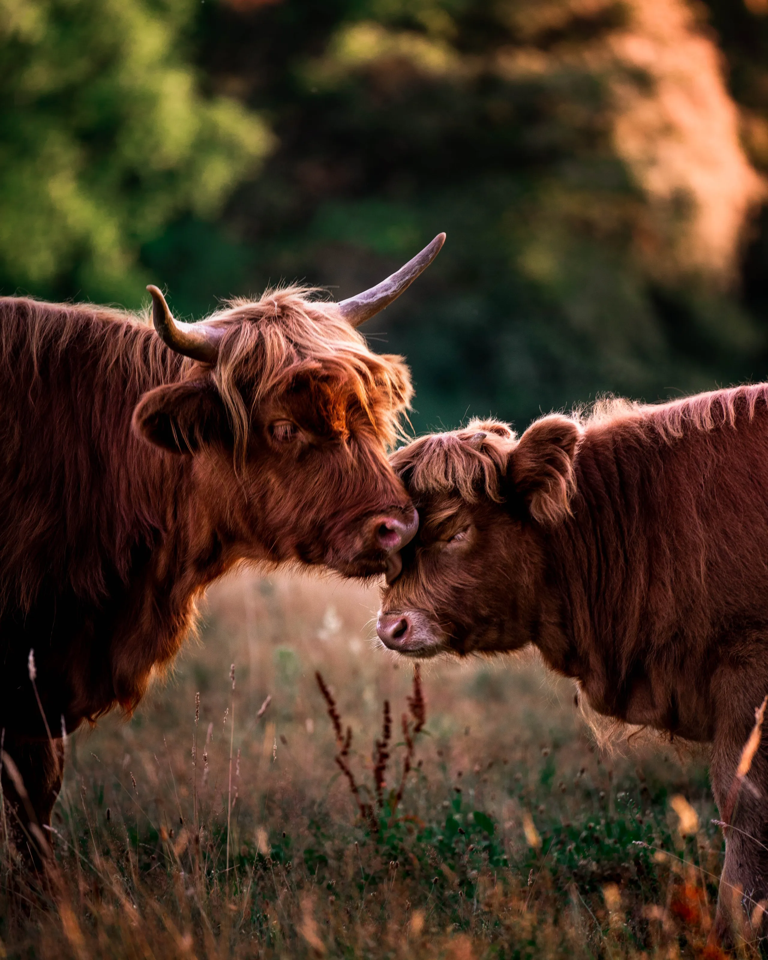 Highlanders