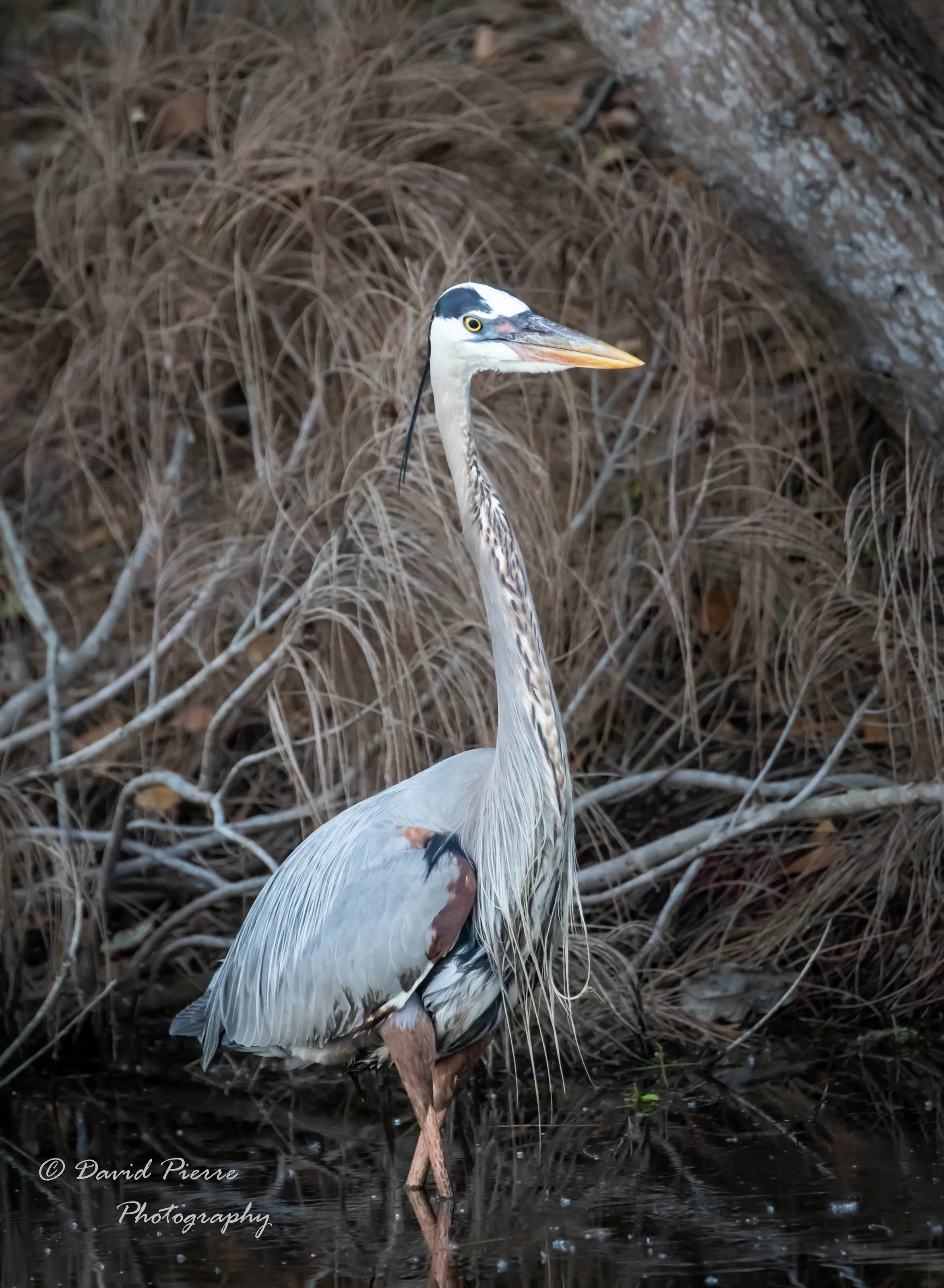 GBH