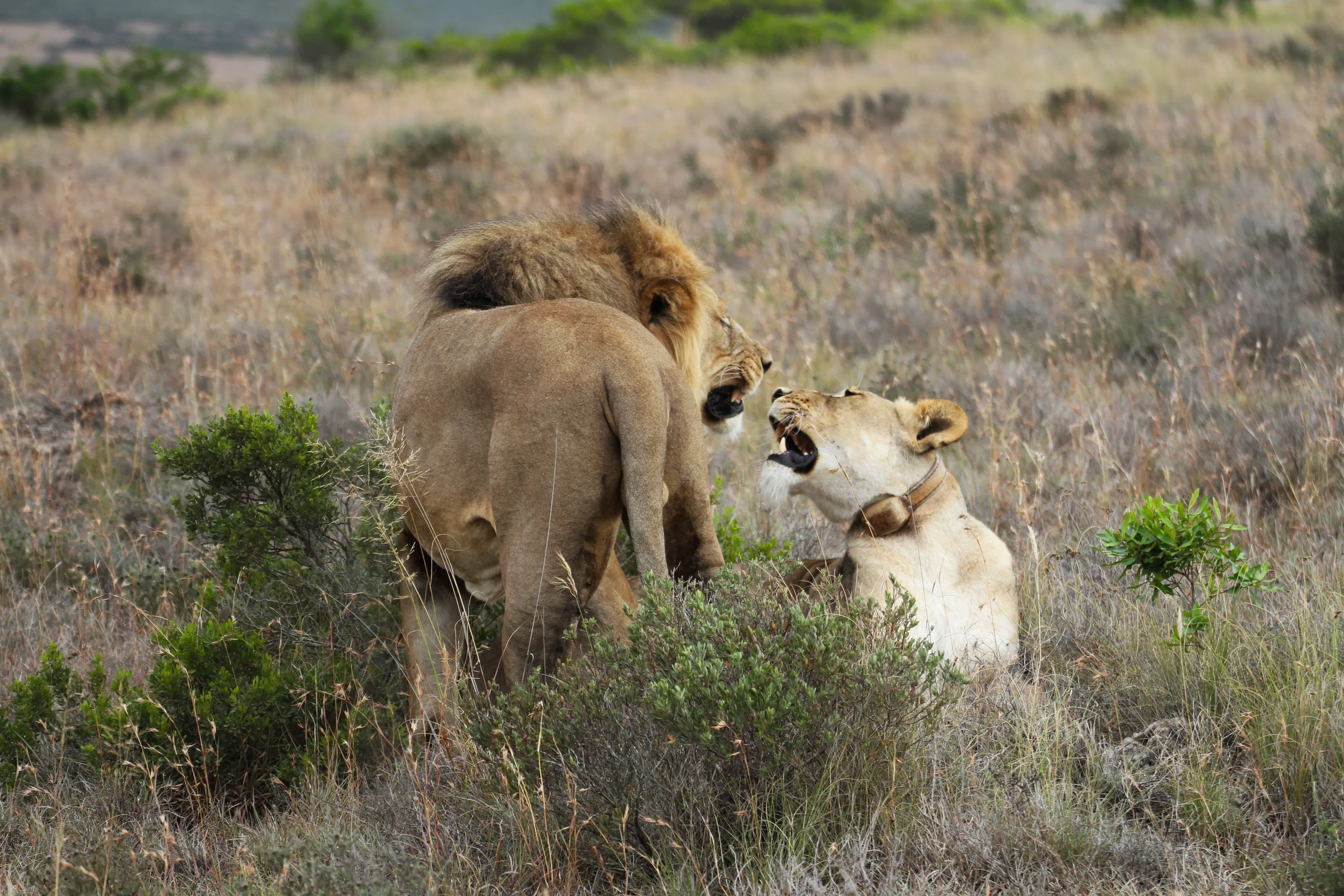 The king of the jungle
