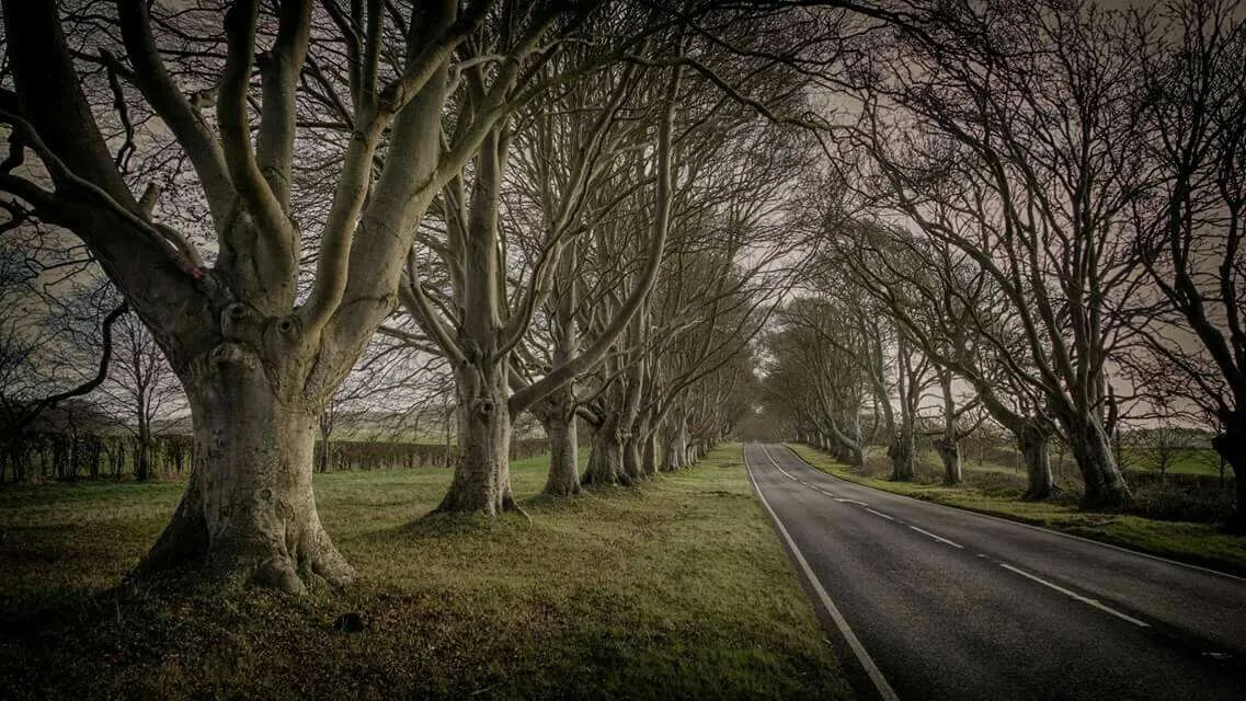 Beech Avenue