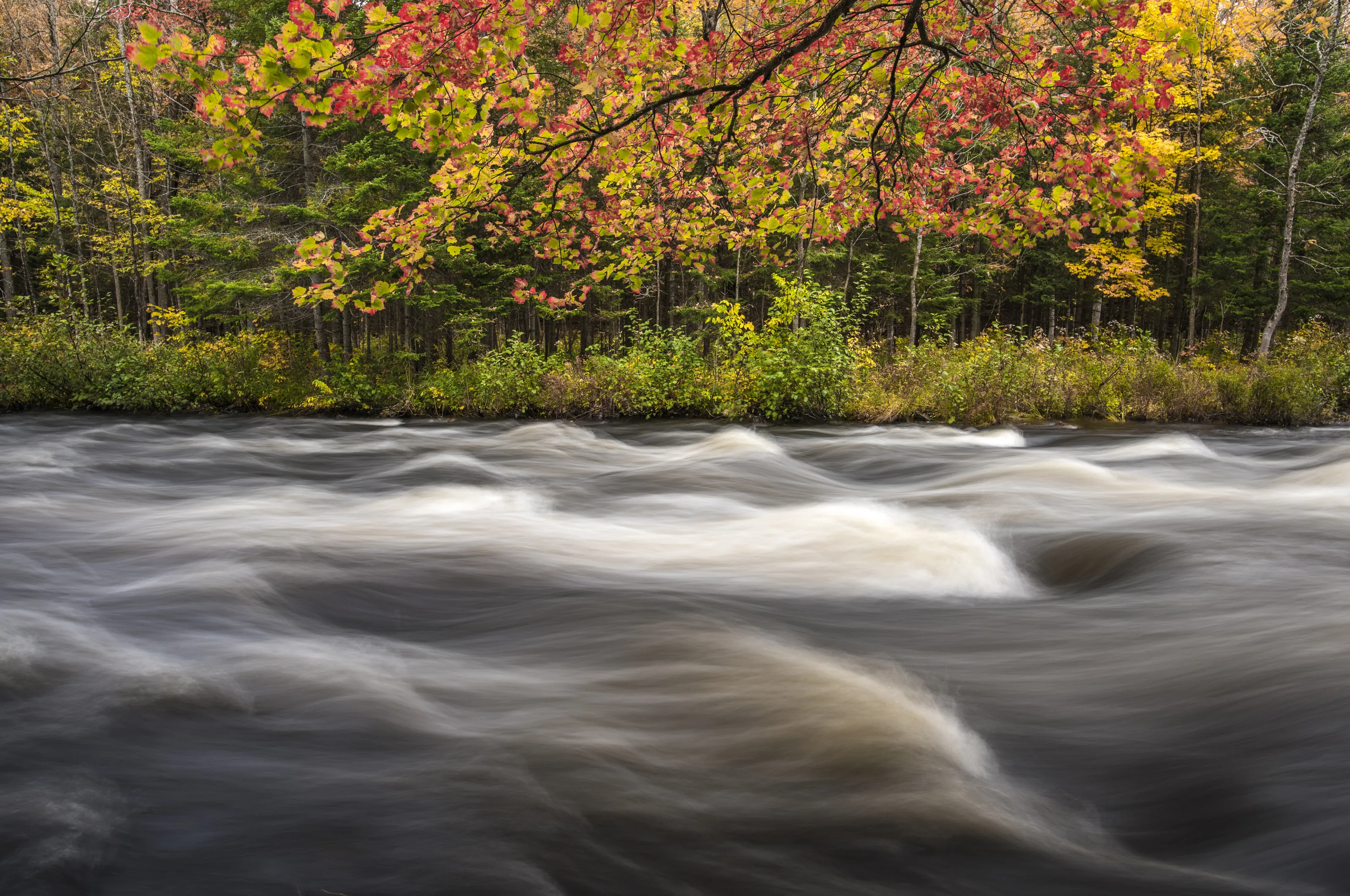Water in motion under canopy of autumn leaves.