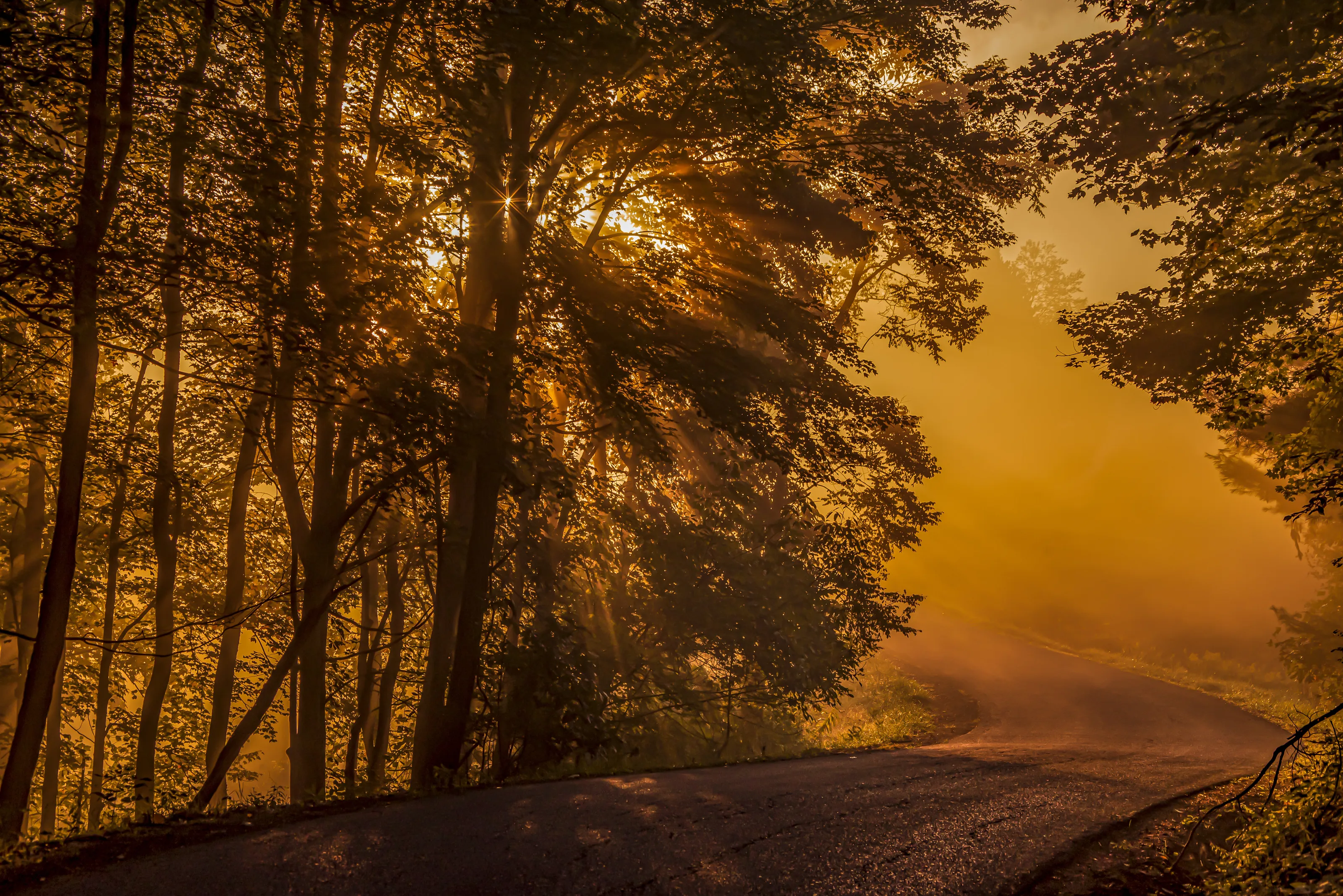 Misty Morn
