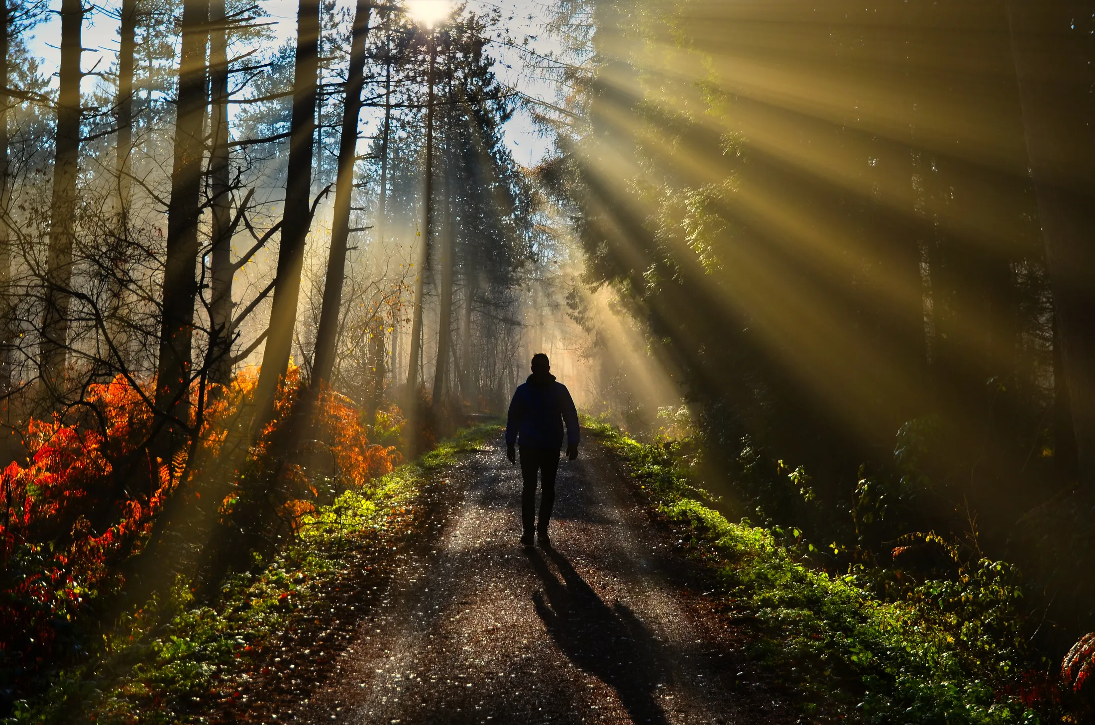 Alone in the woods