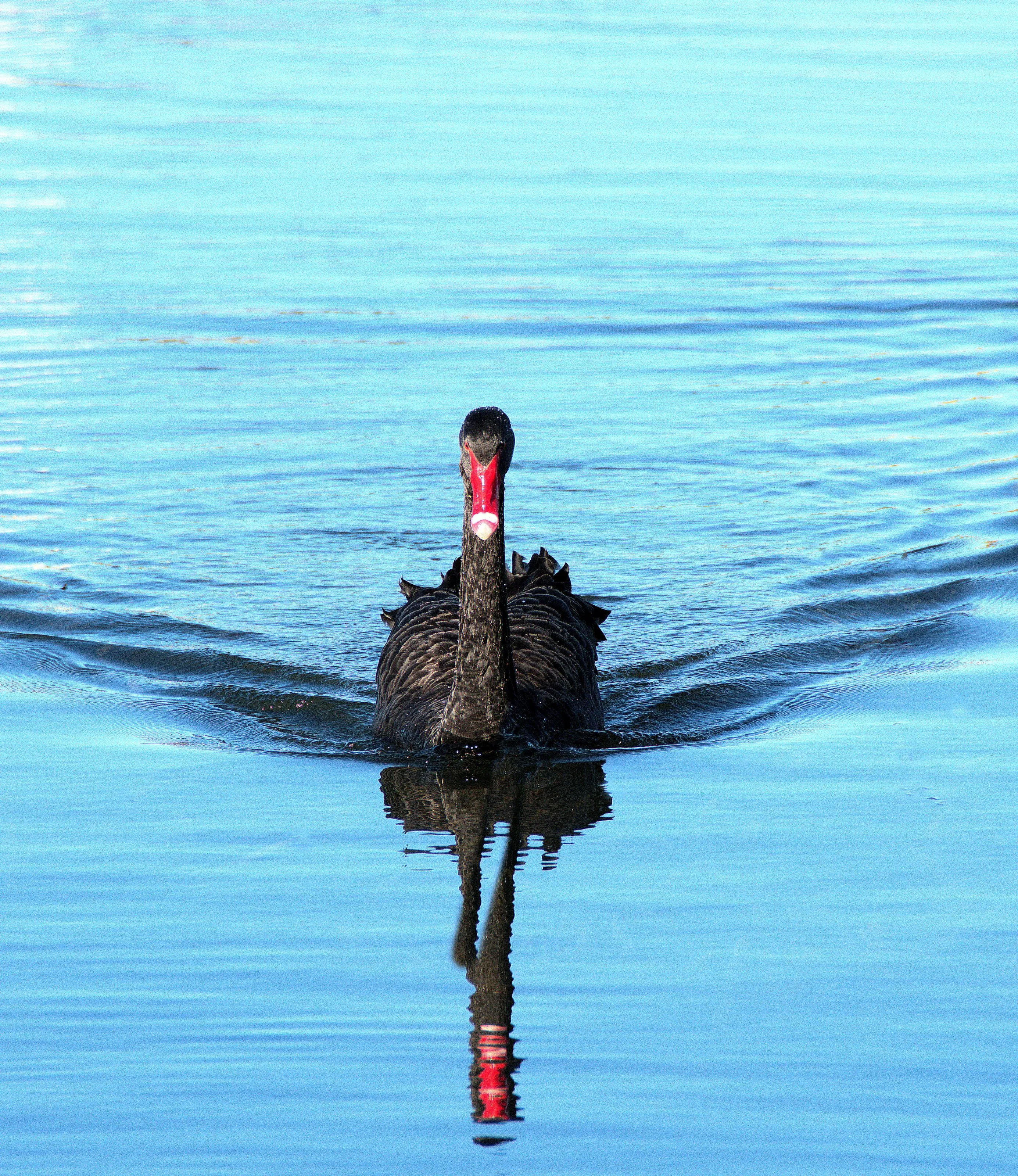 Swan Lake