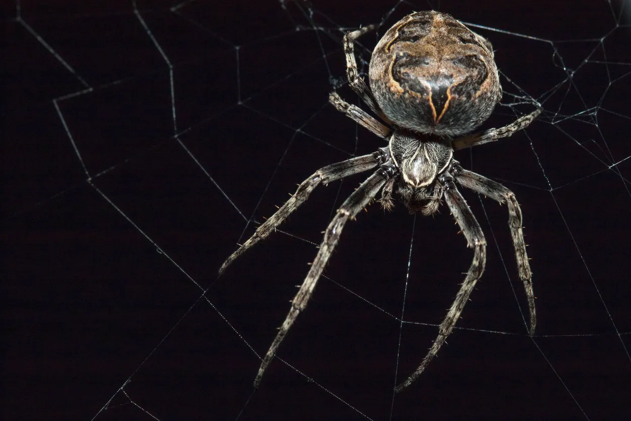 Orb Weaver Spider on Web