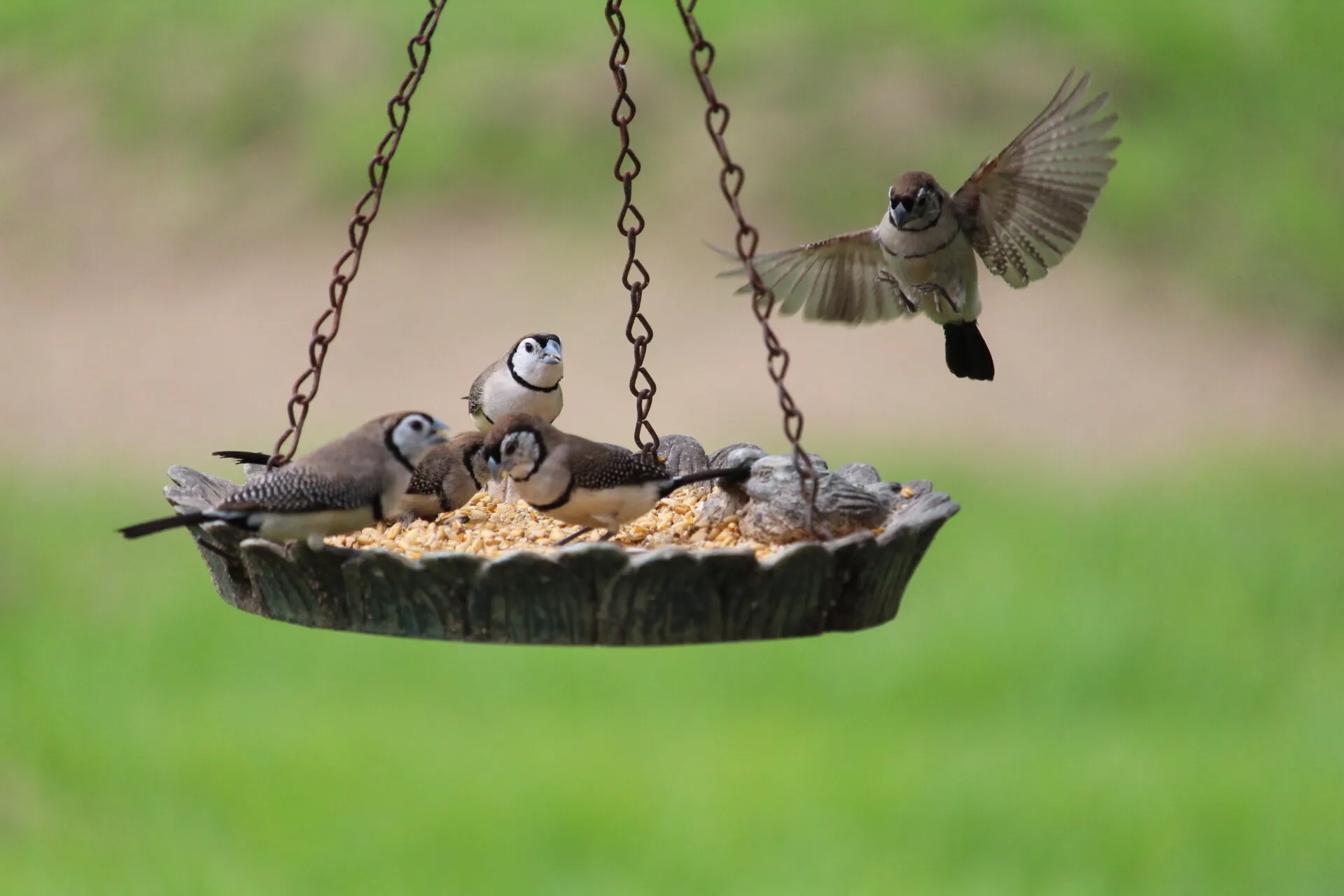 Double Barred Finch