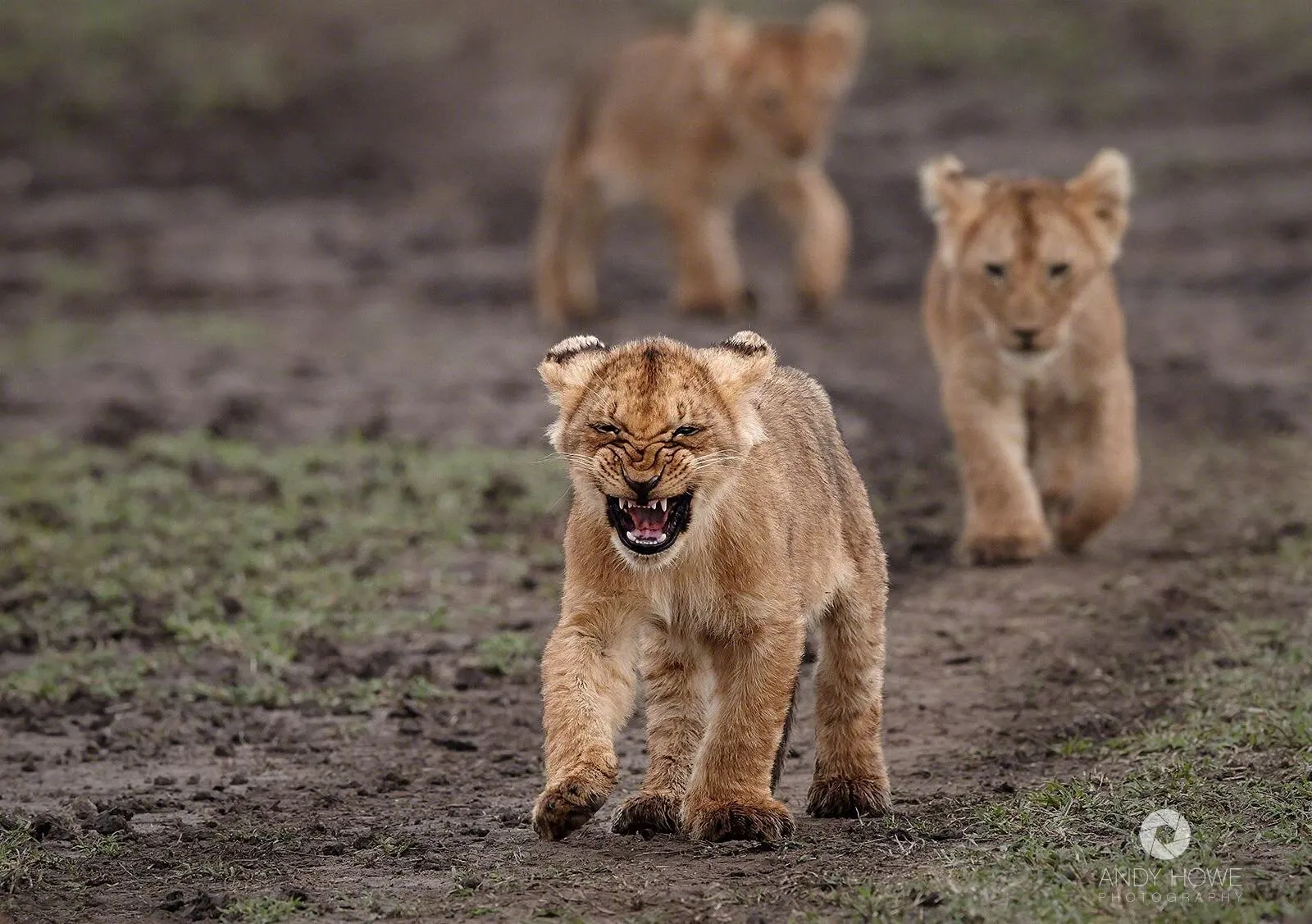 Marsh pride cubs on the move