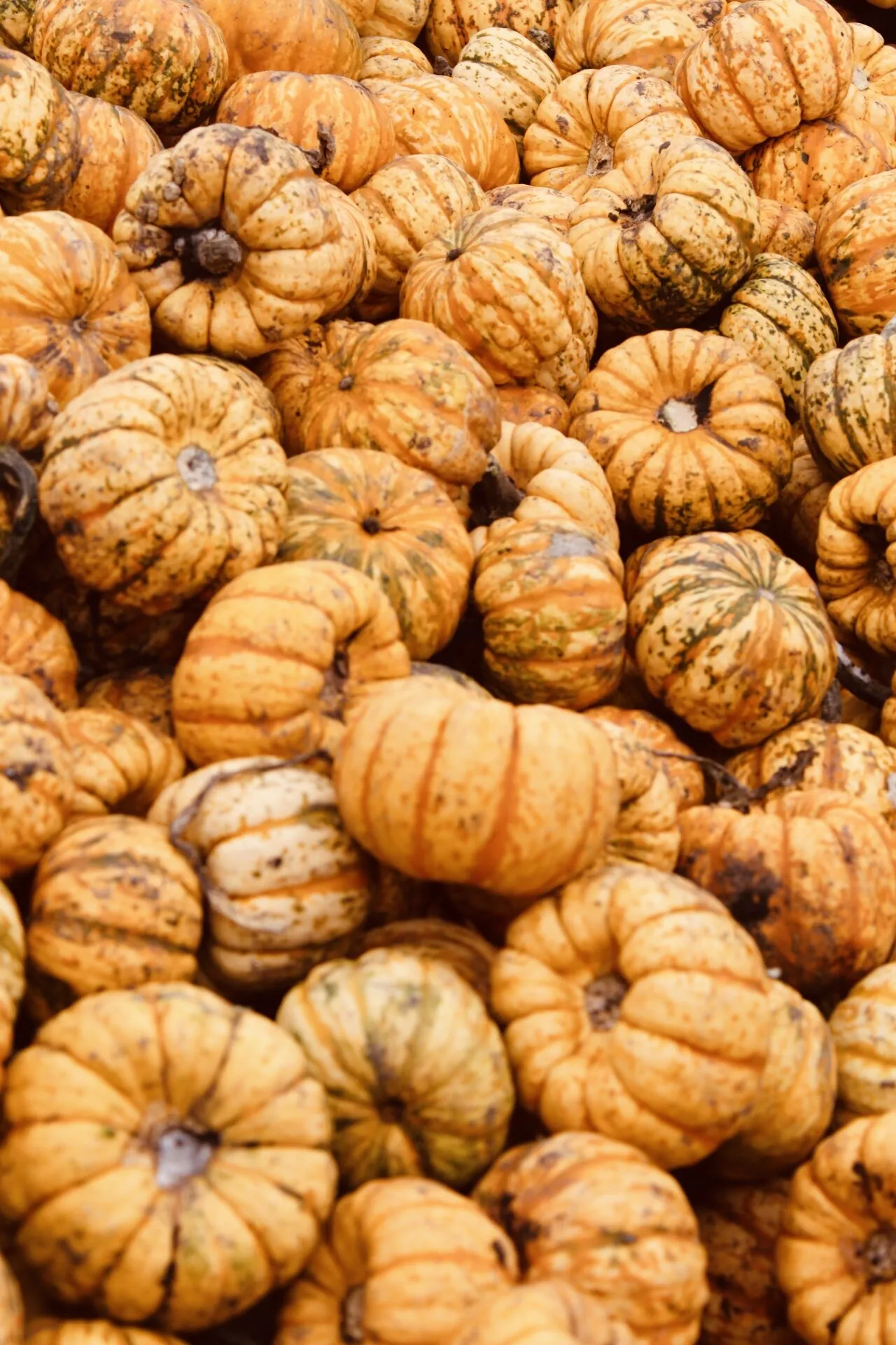 Pumpkin overload