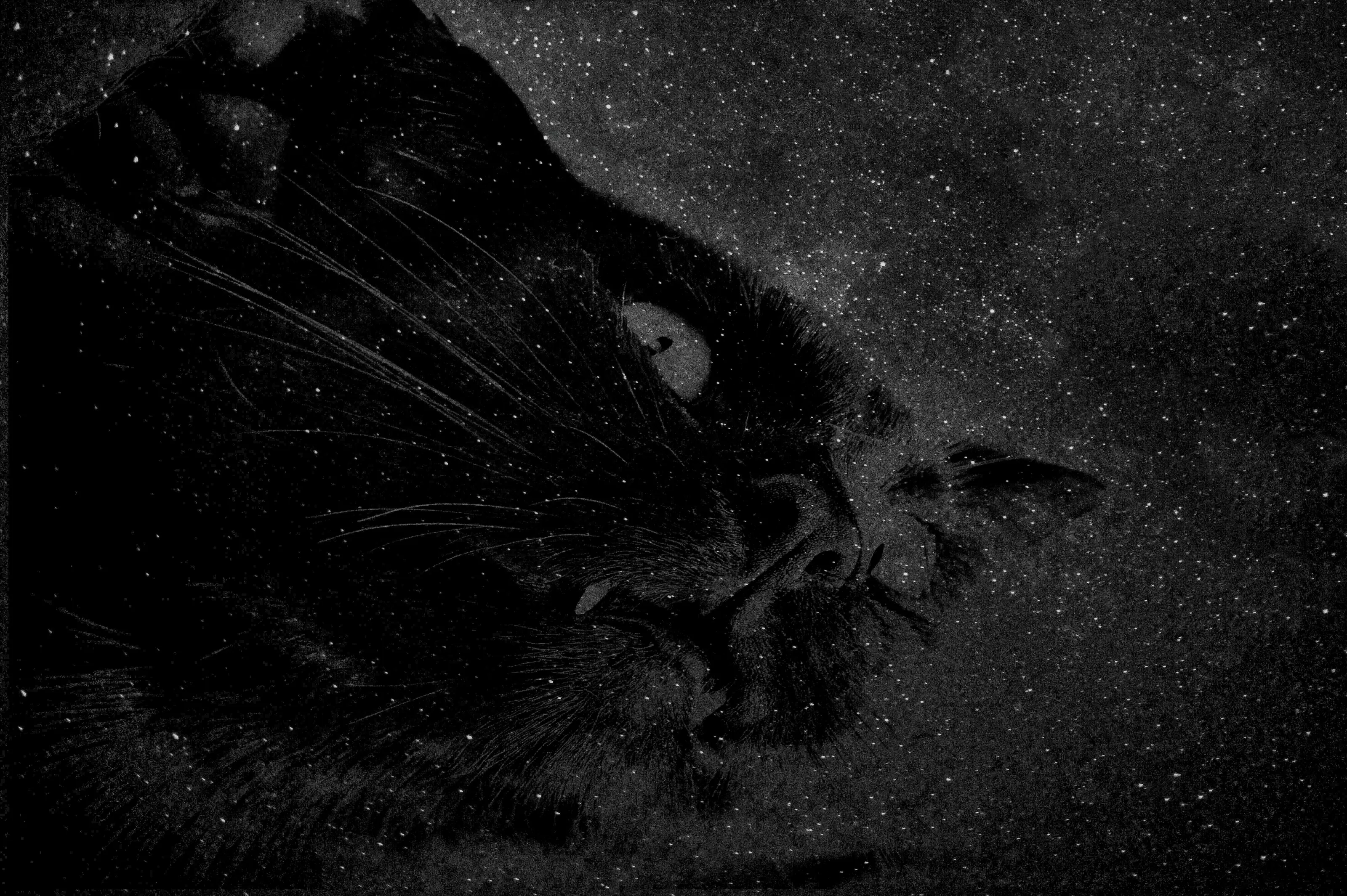 Celestial midnight hunter ‐ B&W