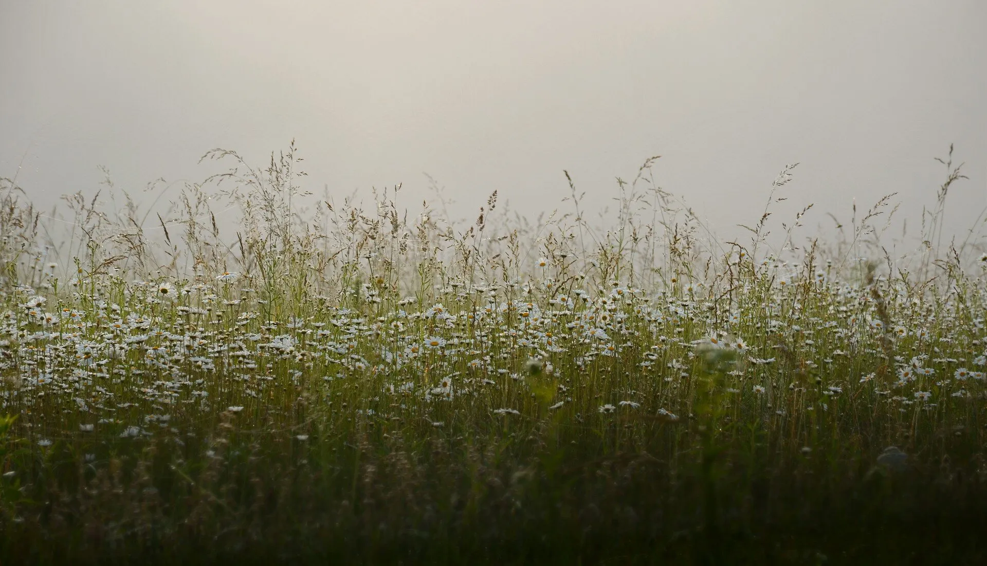 Morning Mist Daisies