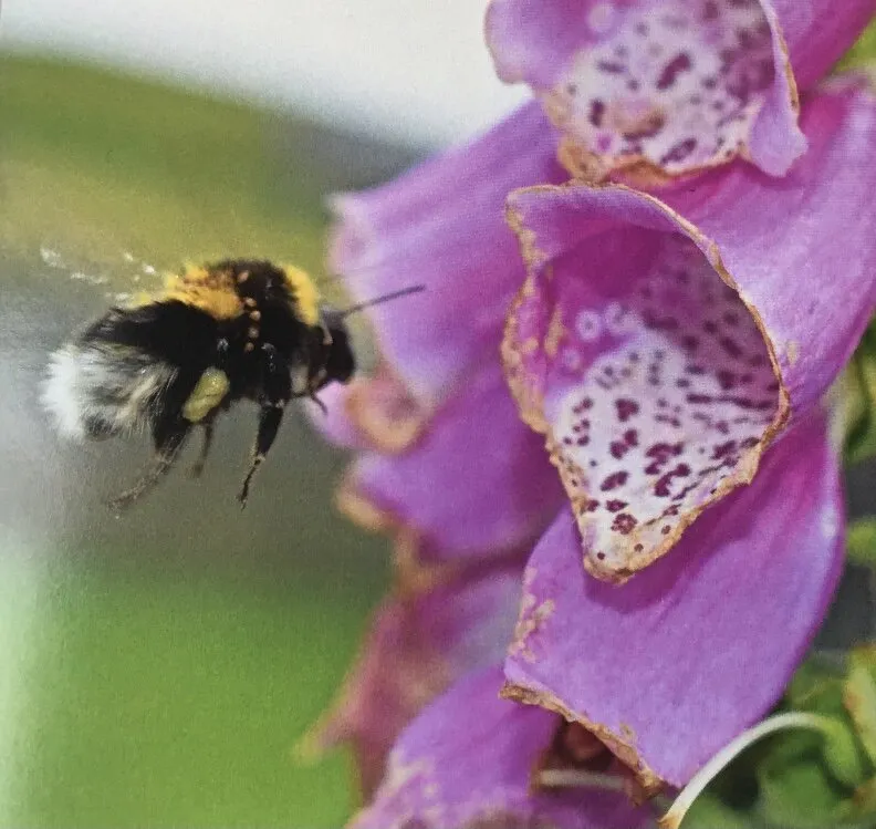 Busy Bee.
