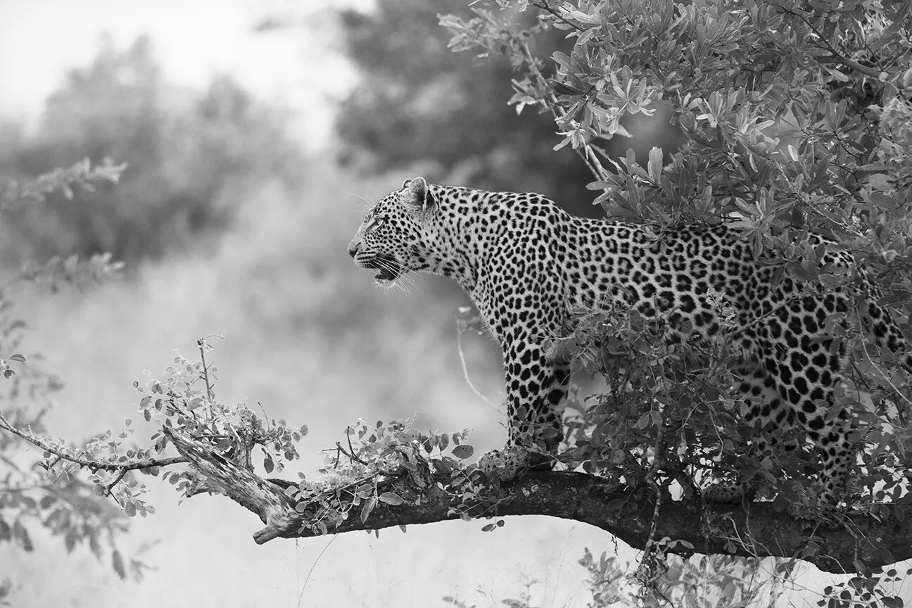 Leopards Outlook