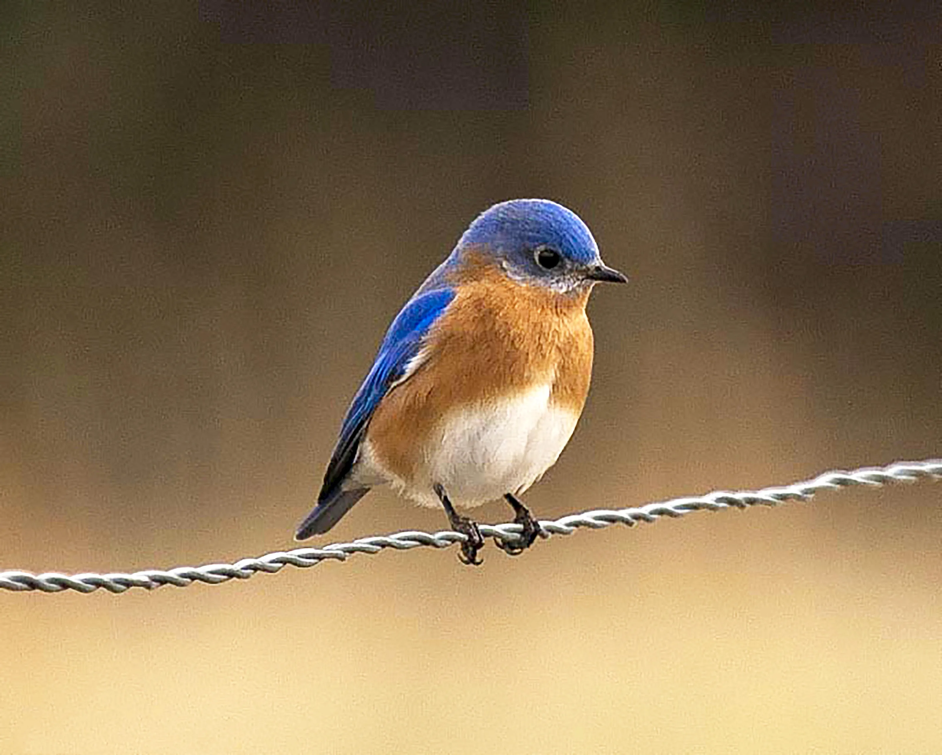 Eastern Bluebird