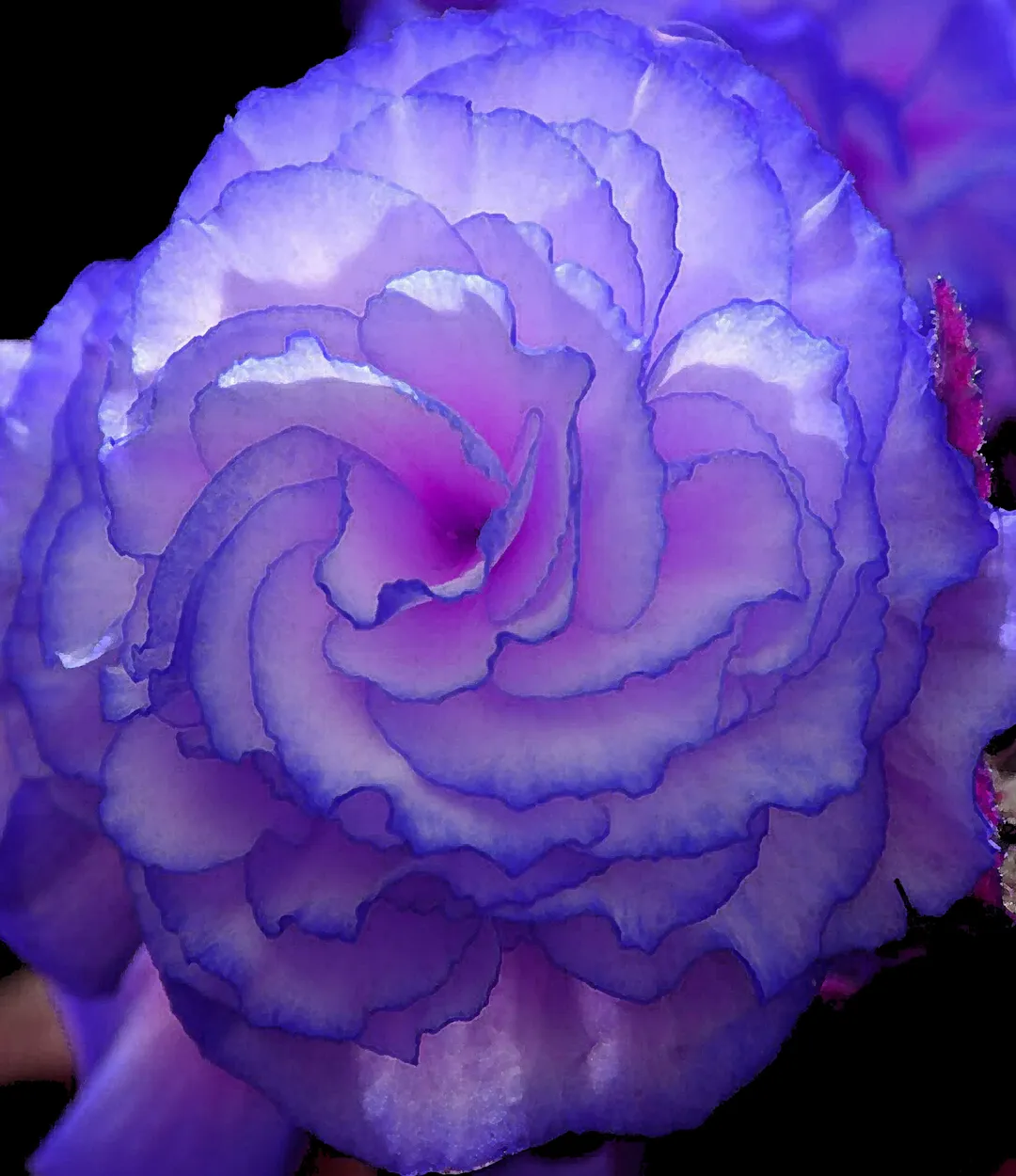 Entry 11810515