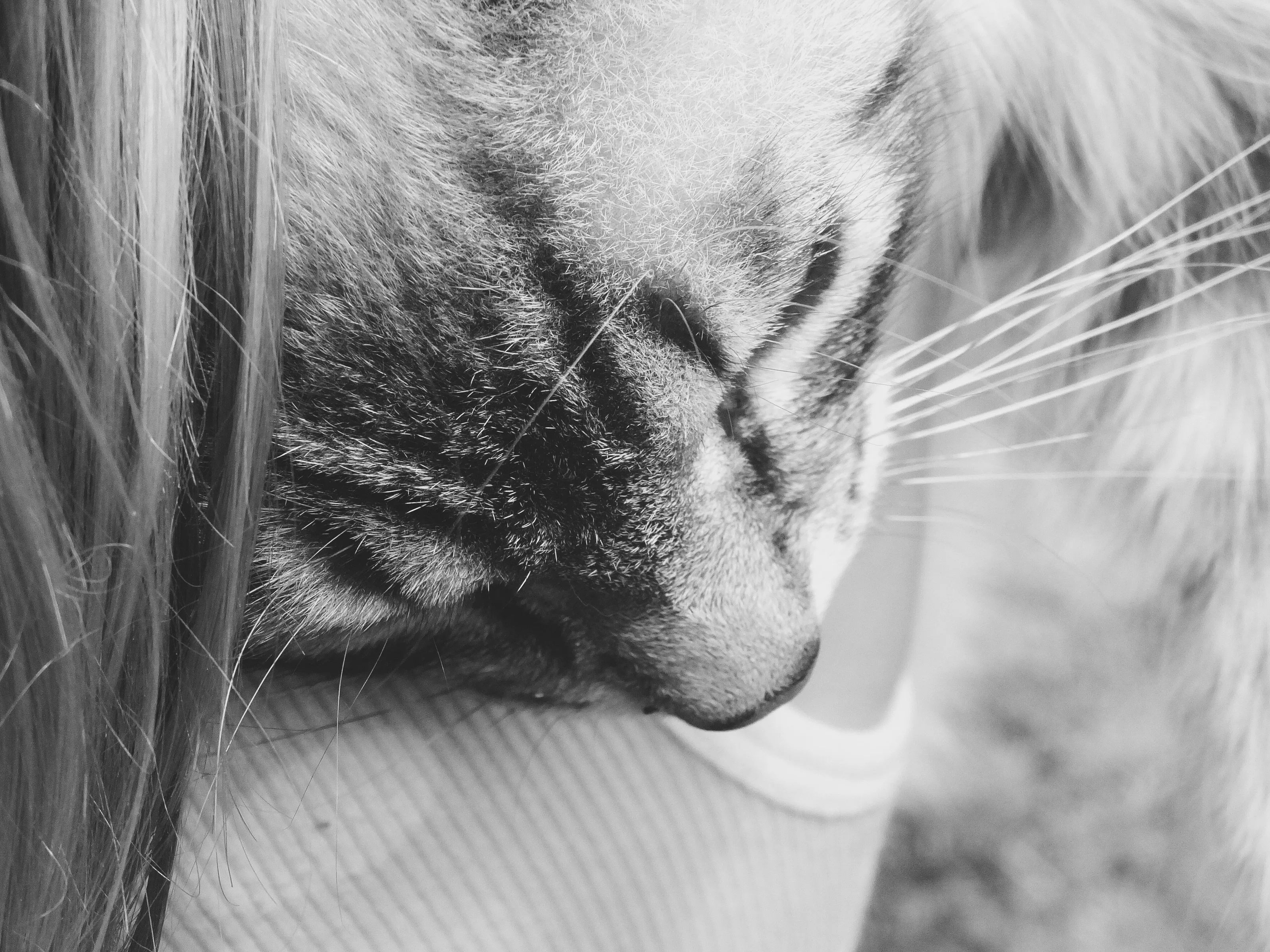 Sleeping Kitty