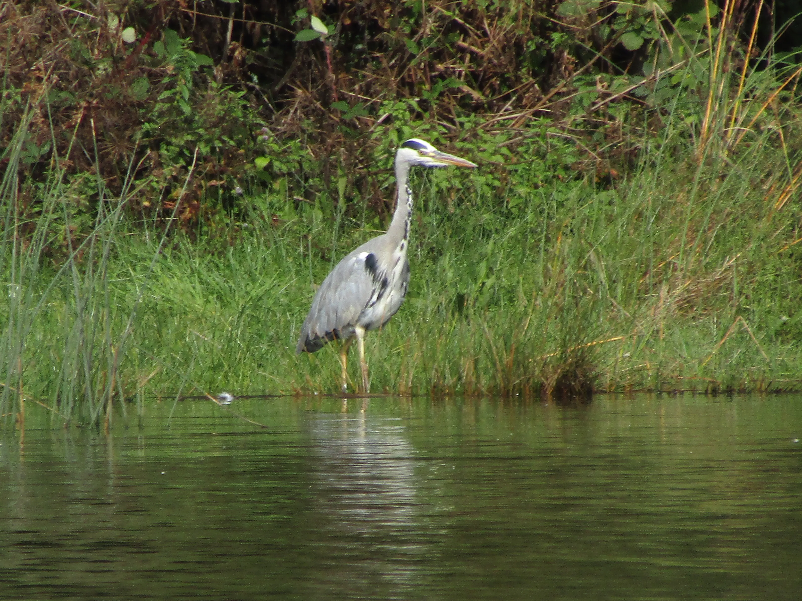 Heron