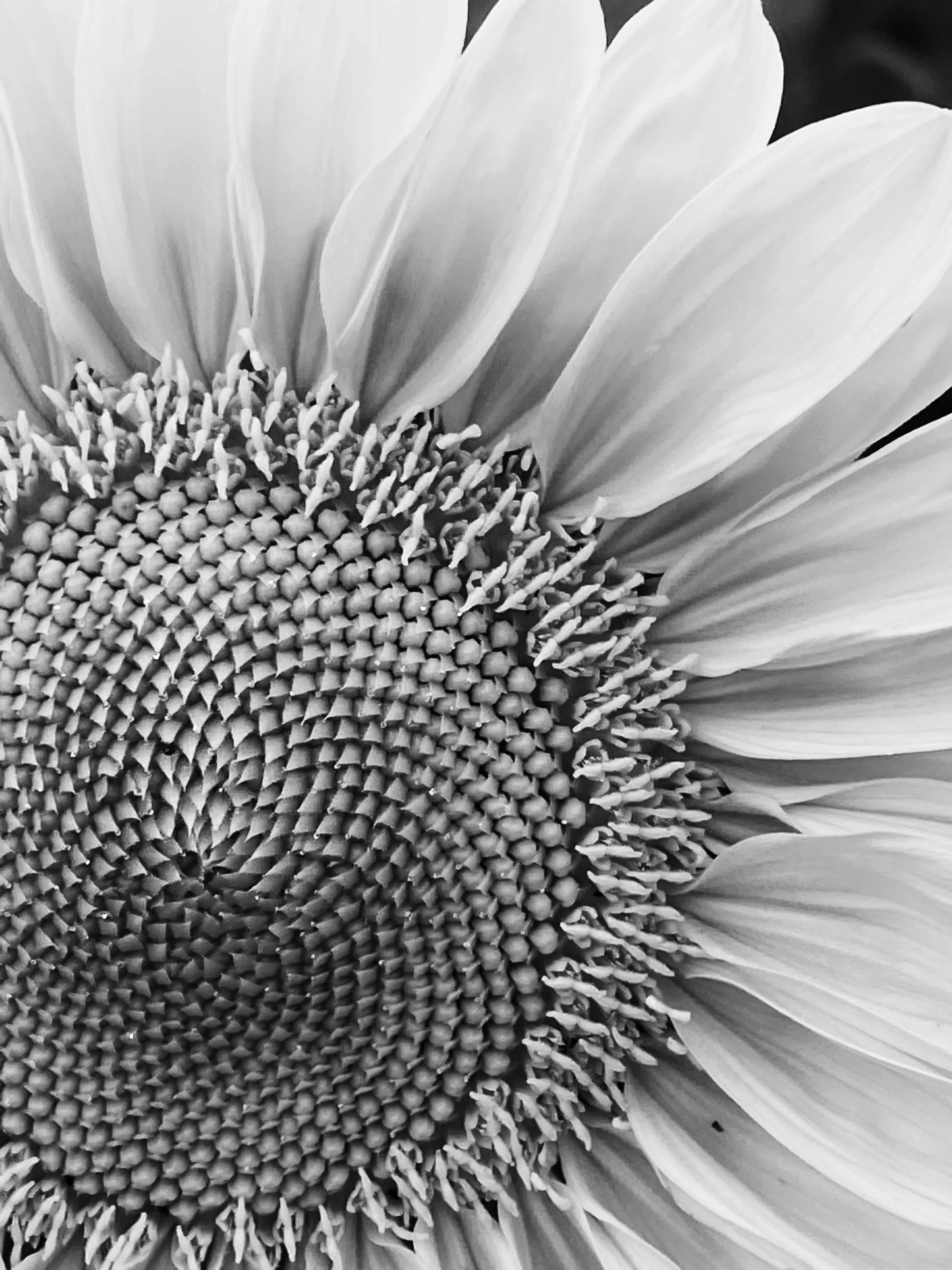 Soft sunflower in Black and White