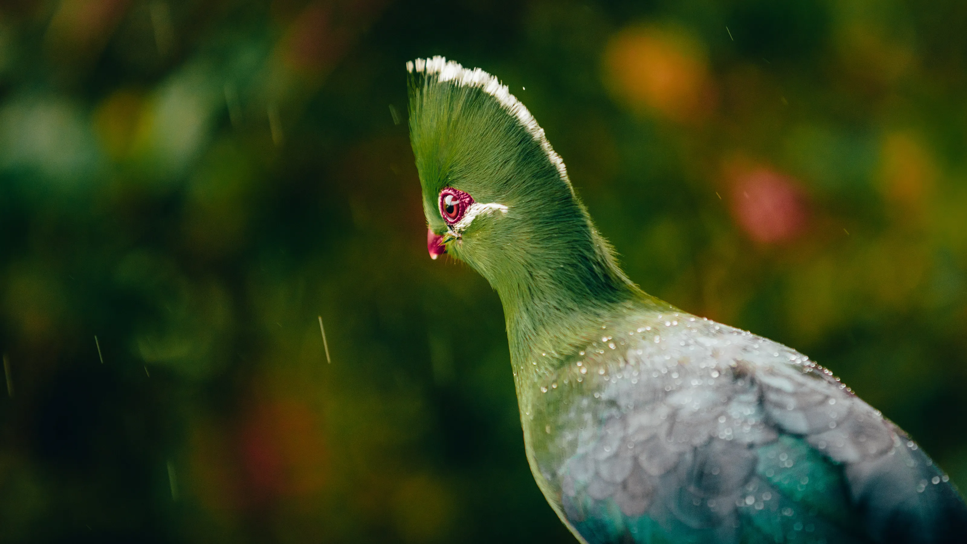 The attentive South African Loerie