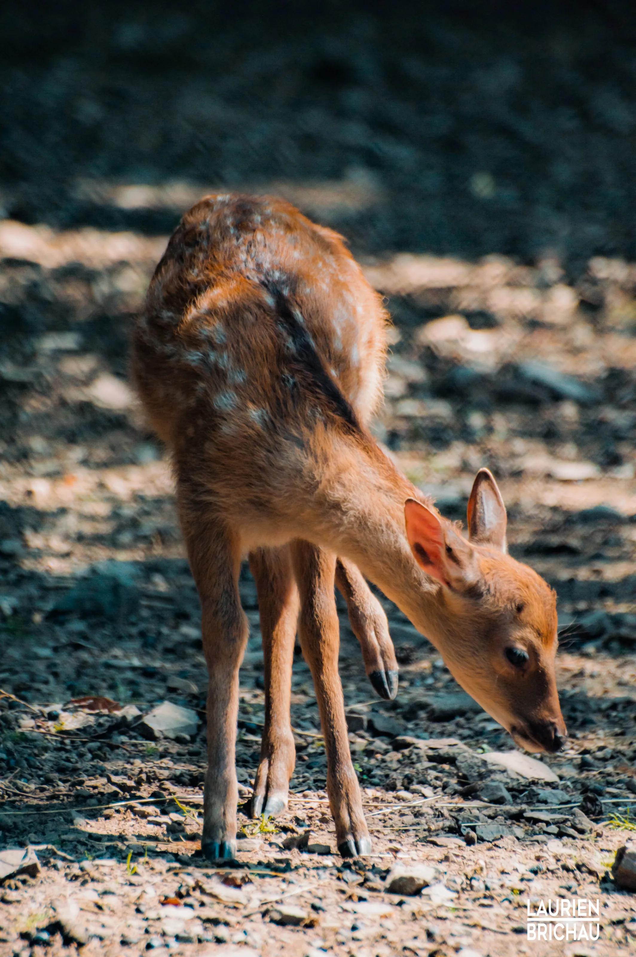 Bambi