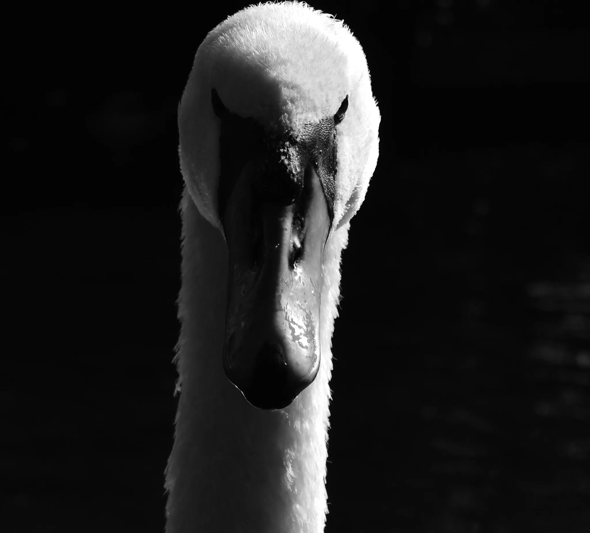 The Angry Swan
