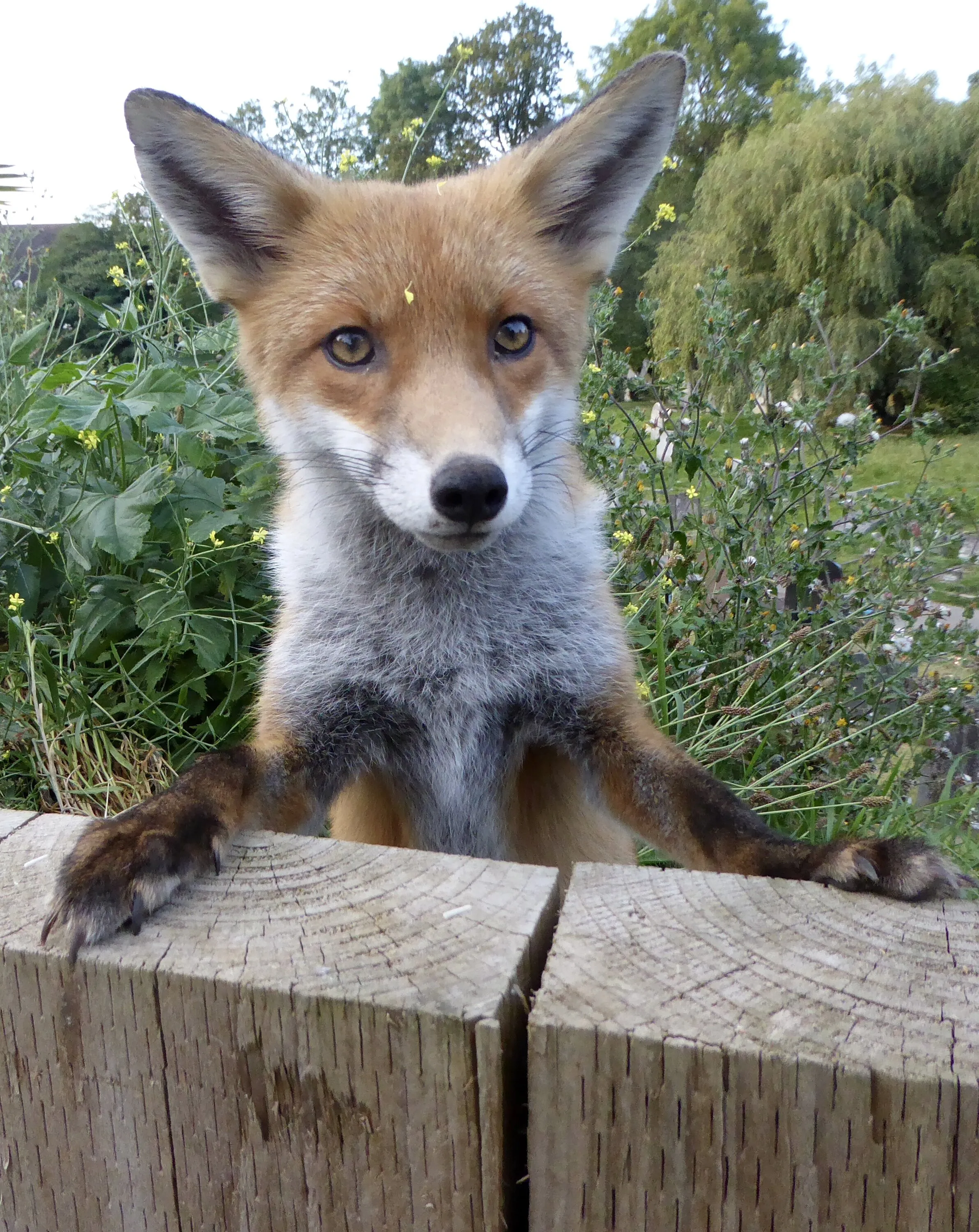 Young Fox
