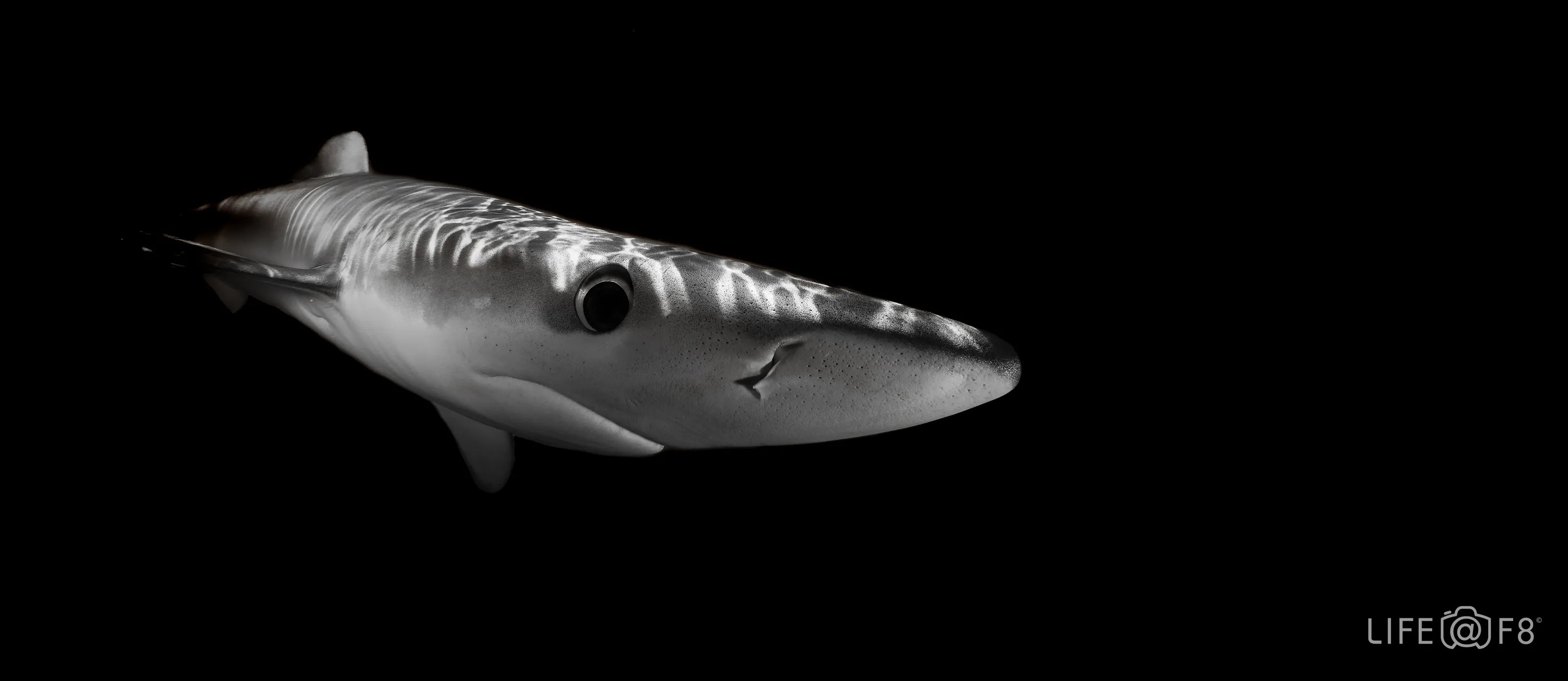 Blue Shark