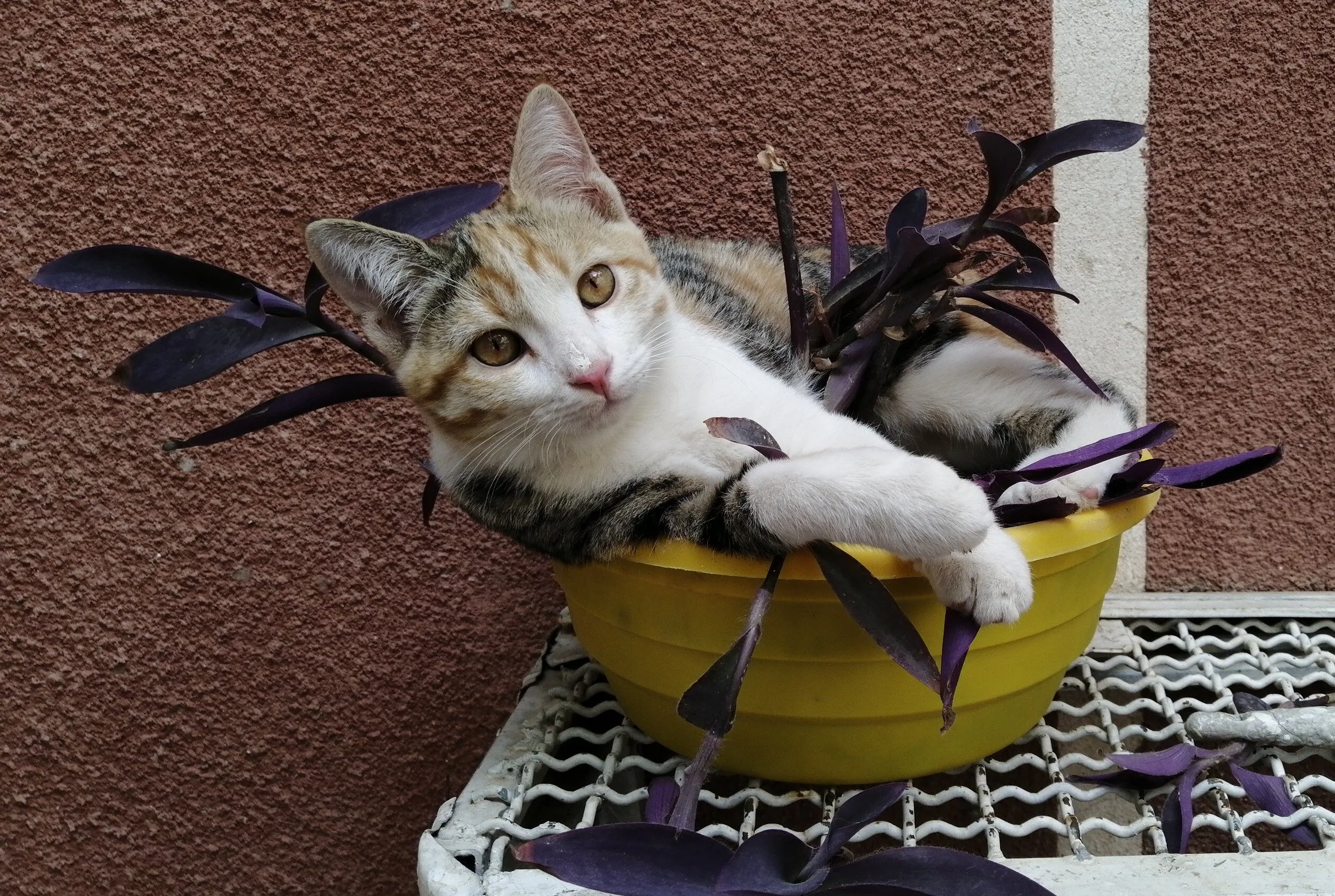 My kitty relaxing in a flower vase,
