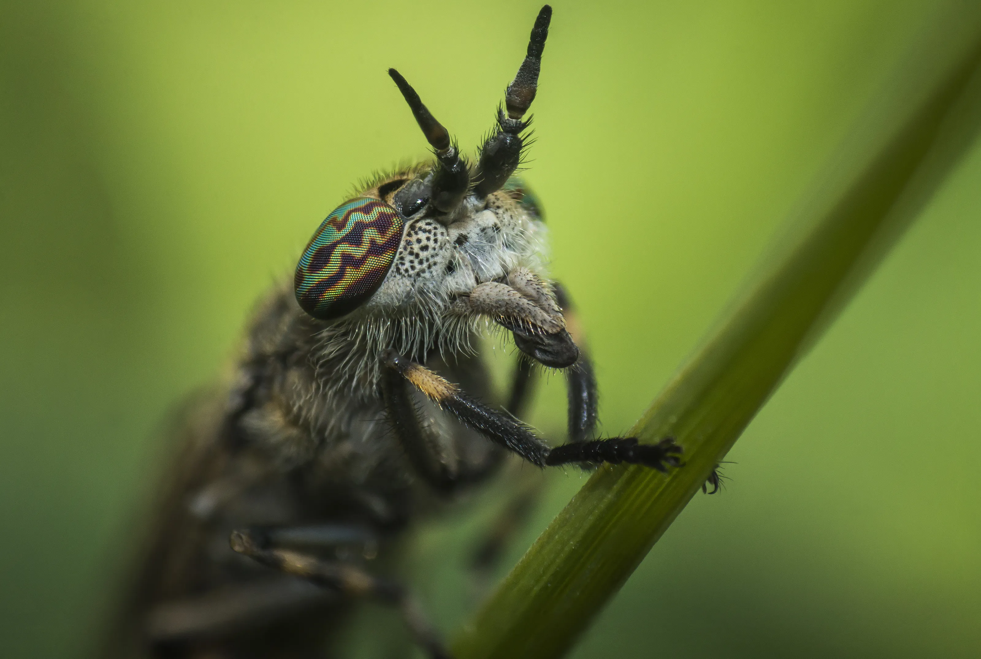 Horse Fly