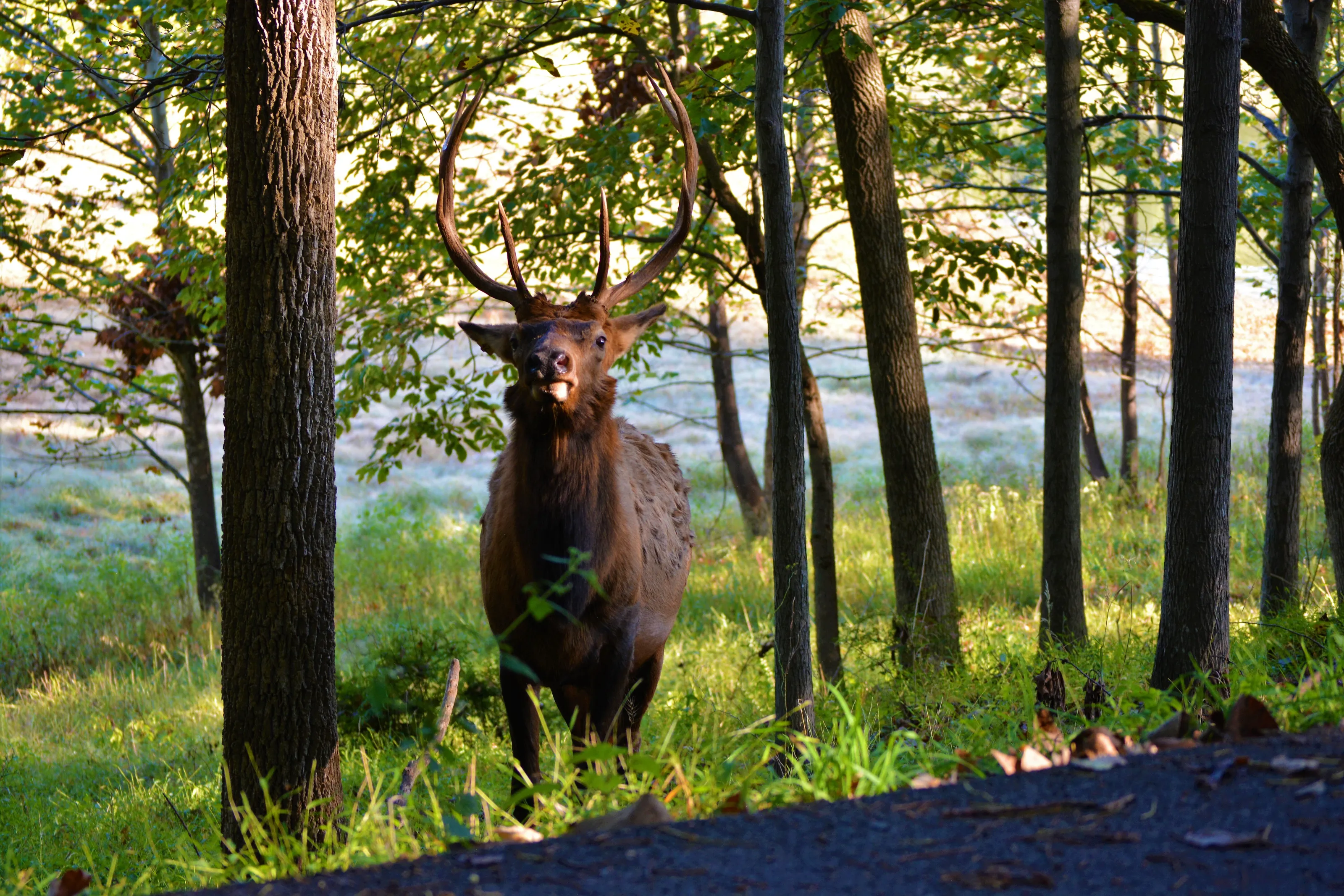 Elk Shenanigans