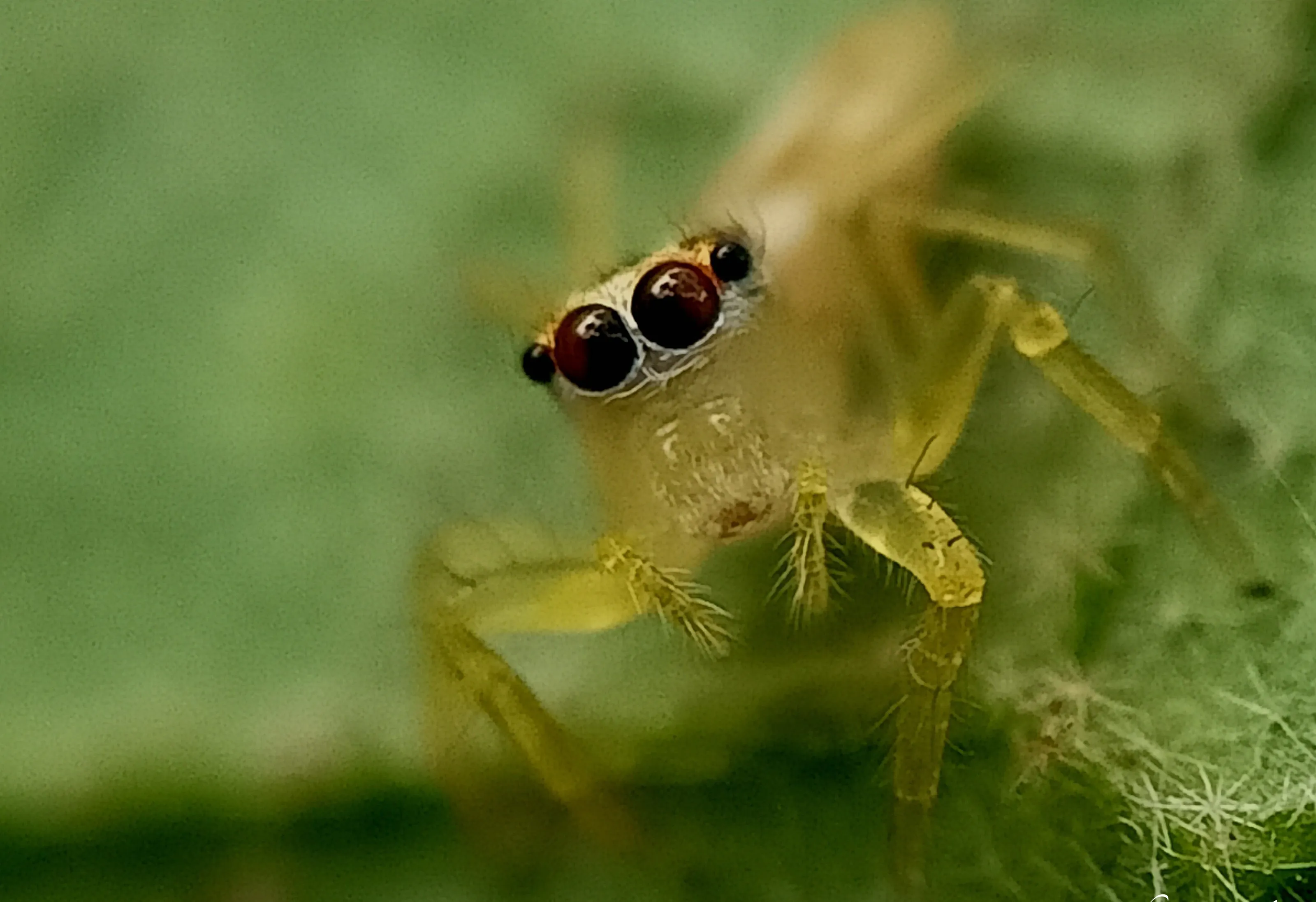 Spider
