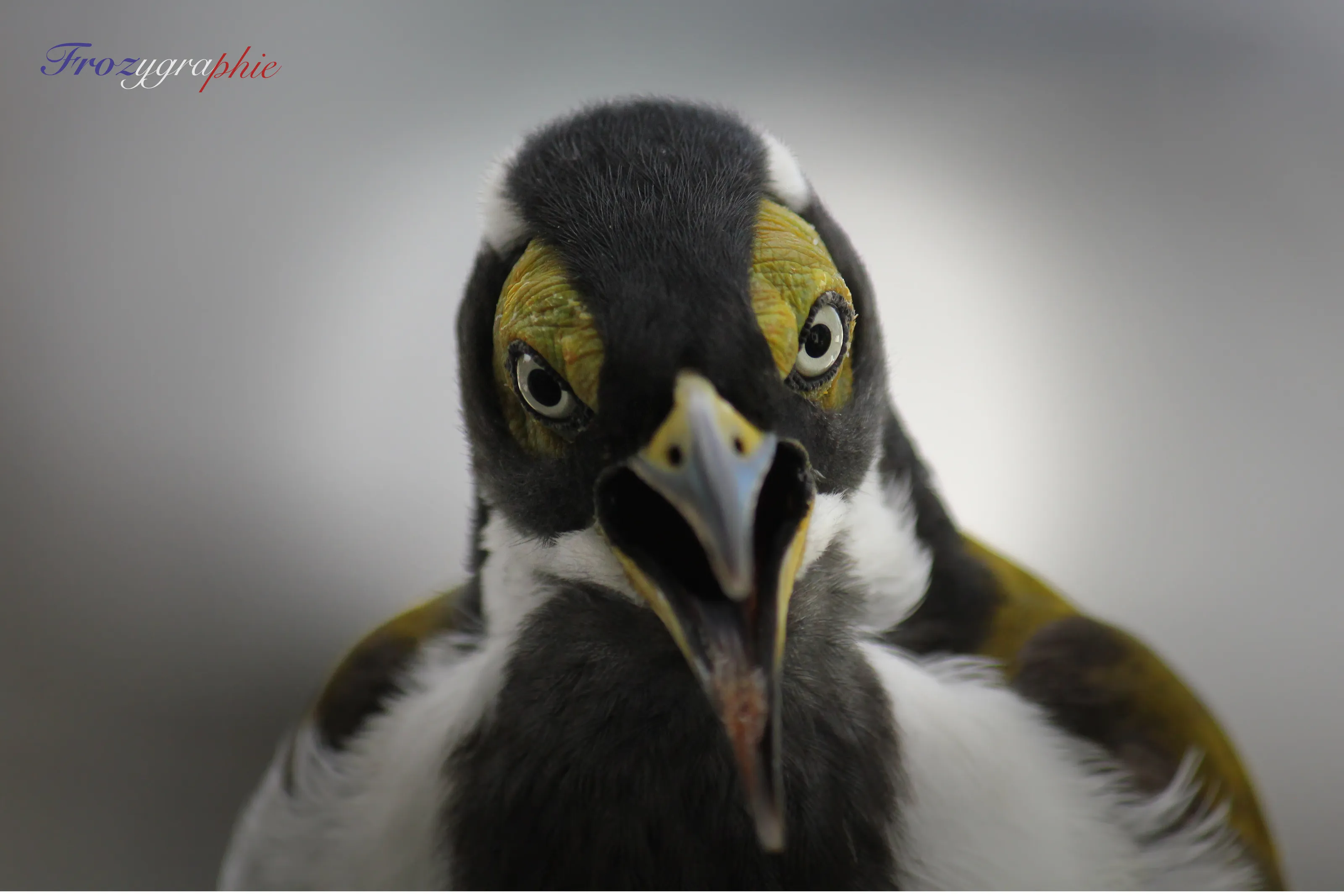 Honeyeater mister T