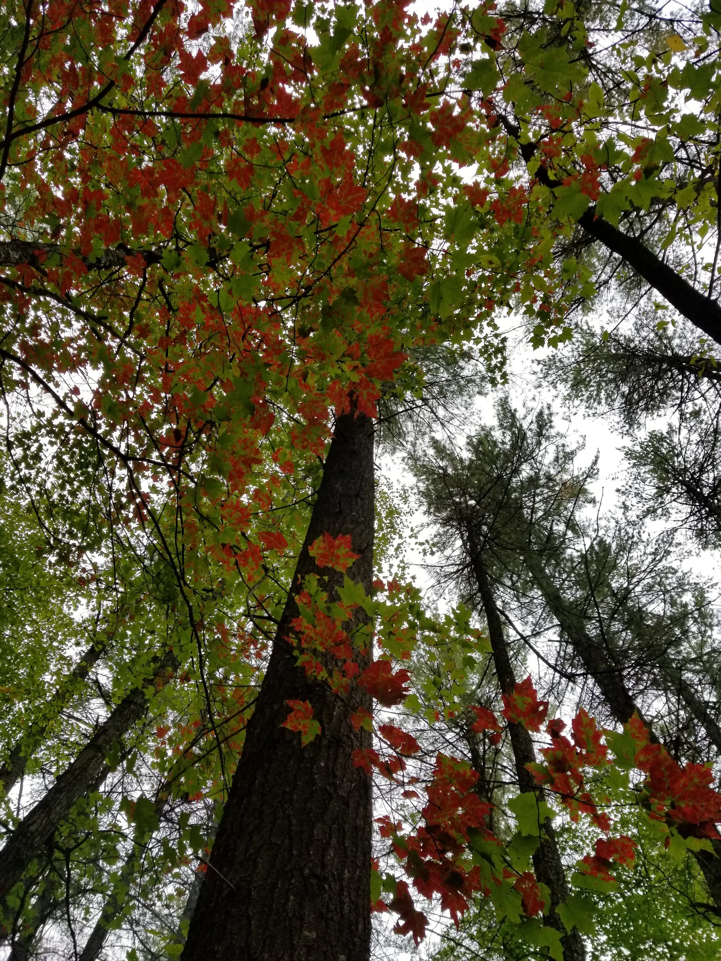 Fall Transformation