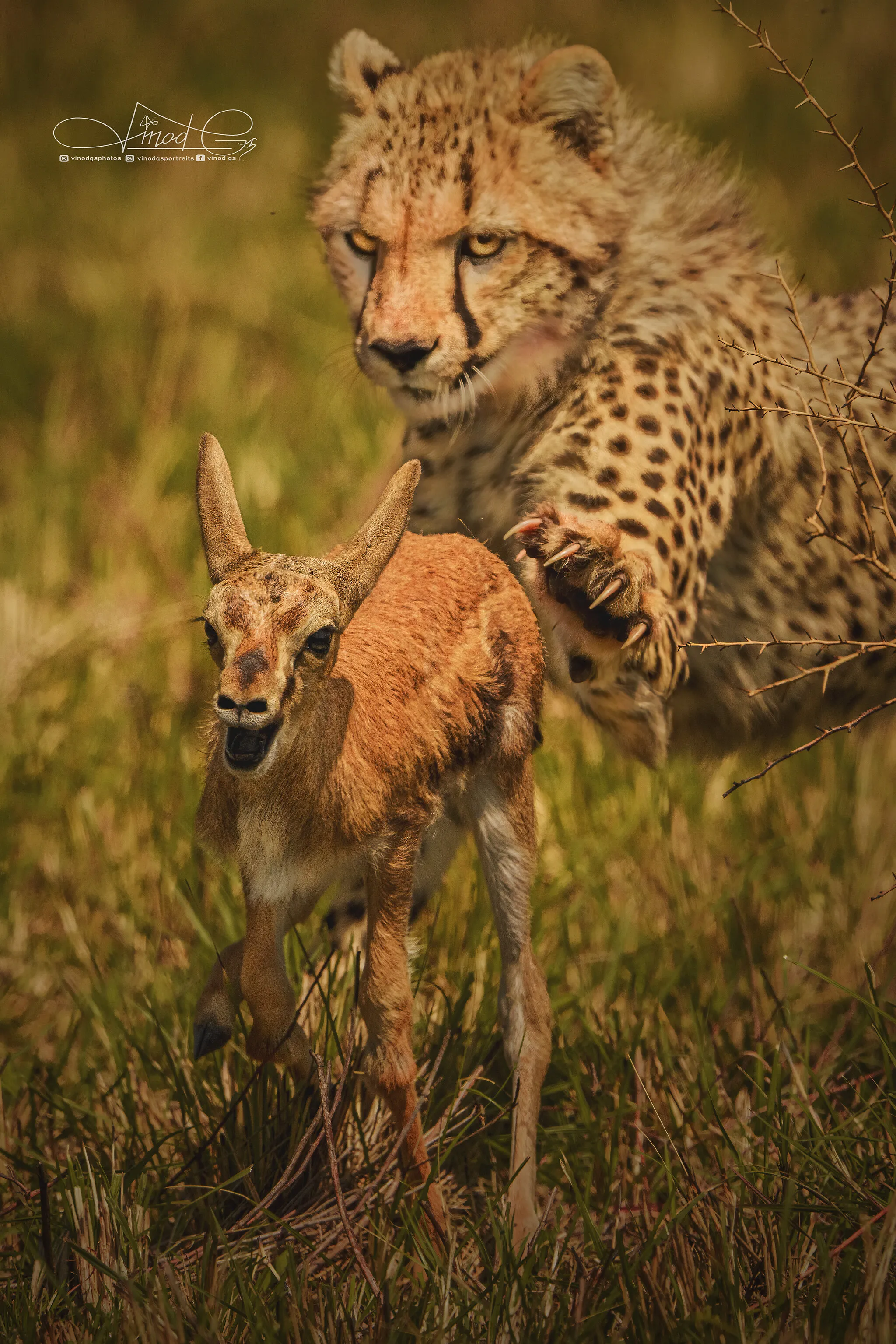 Prey and Predator