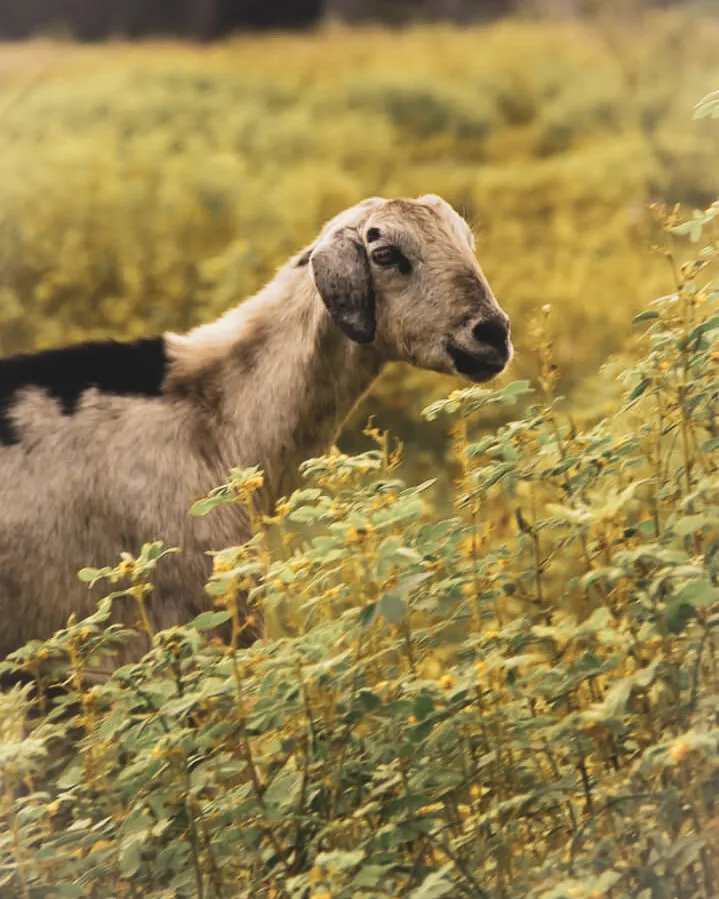 Vintage Toned Goat