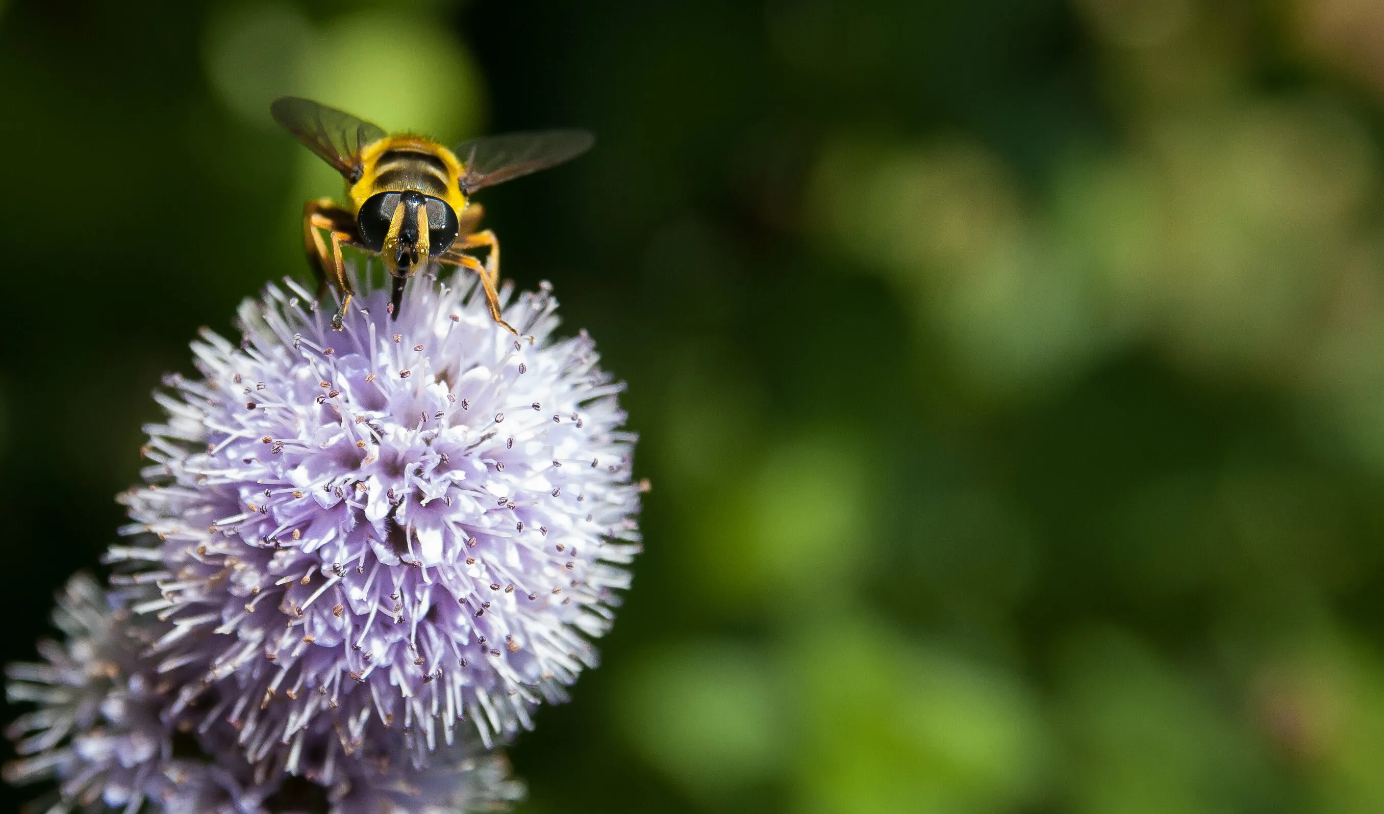 Hoverfly
