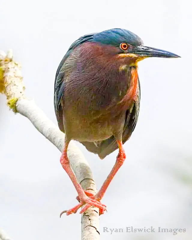 Green heron